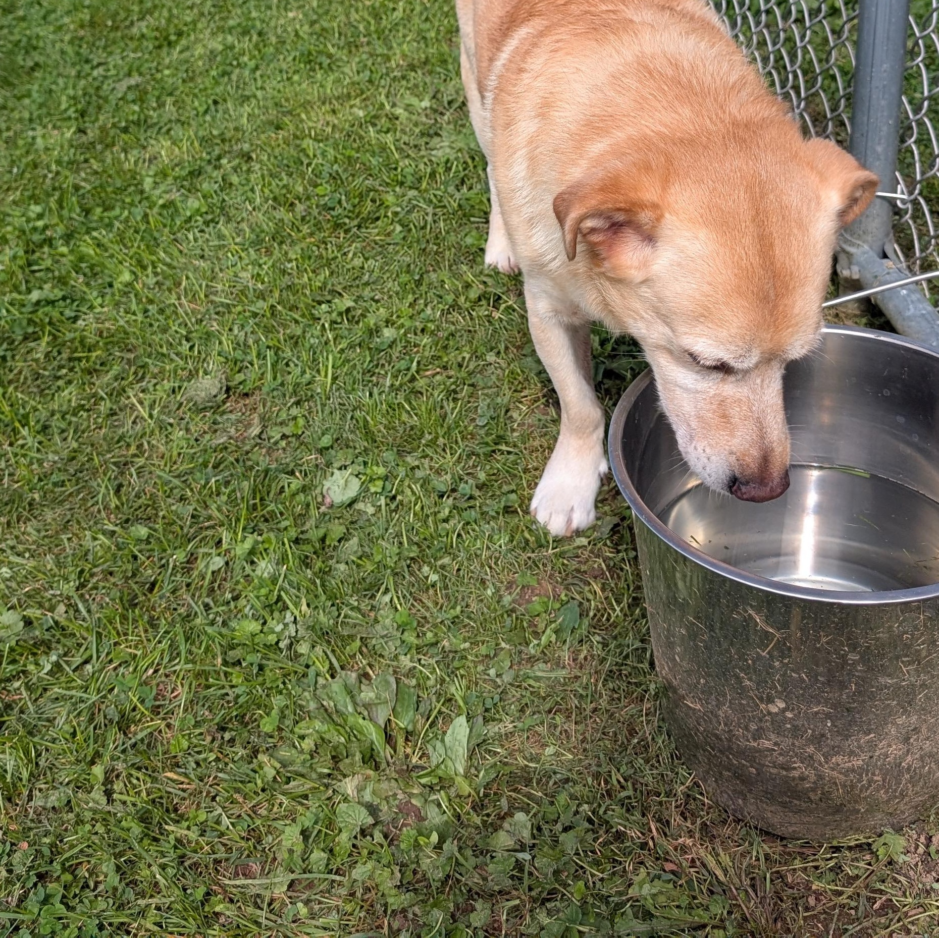 Enlarge 192233, a Adoptable mixed breed in Ravenna, OH image 3/4