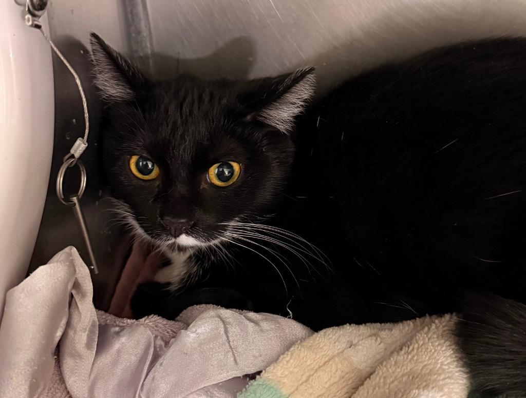 Enlarge Aurora, a Adoptable mixed breed in Defiance, OH image 1/4