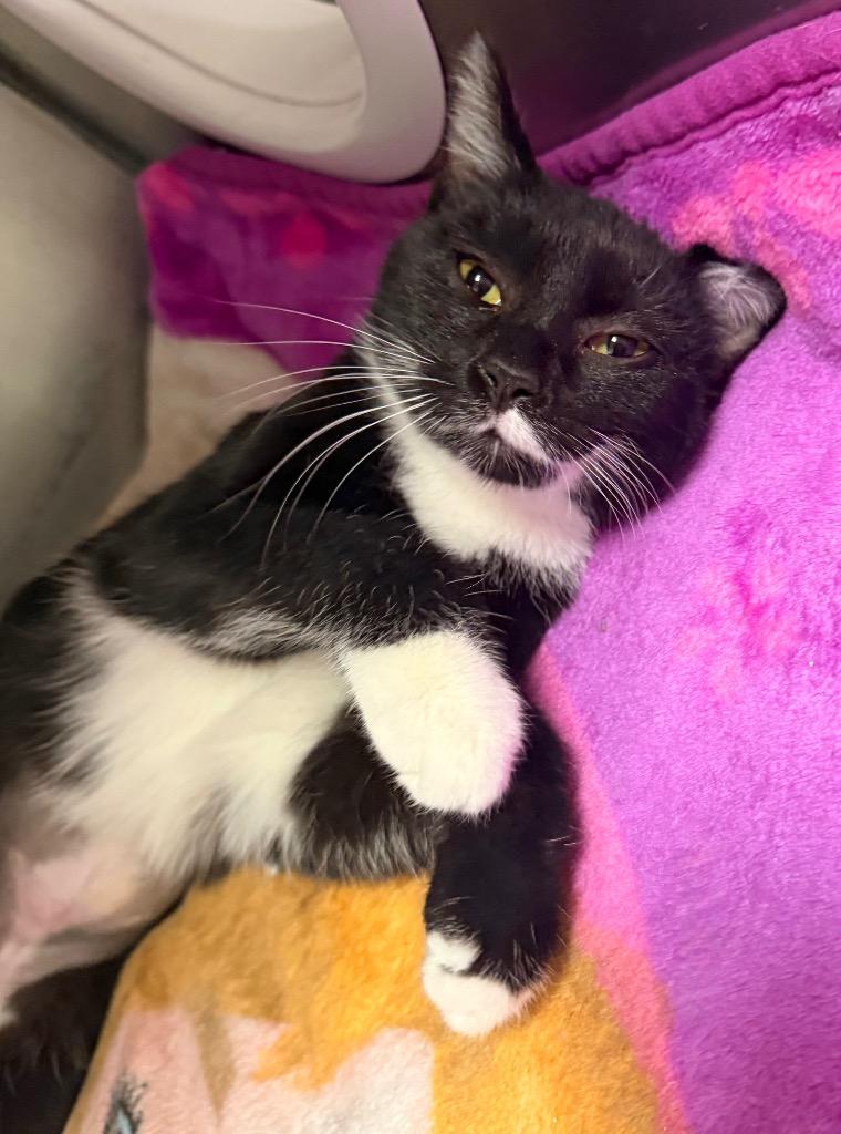 Enlarge Aurora, a Adoptable mixed breed in Defiance, OH image 2/4