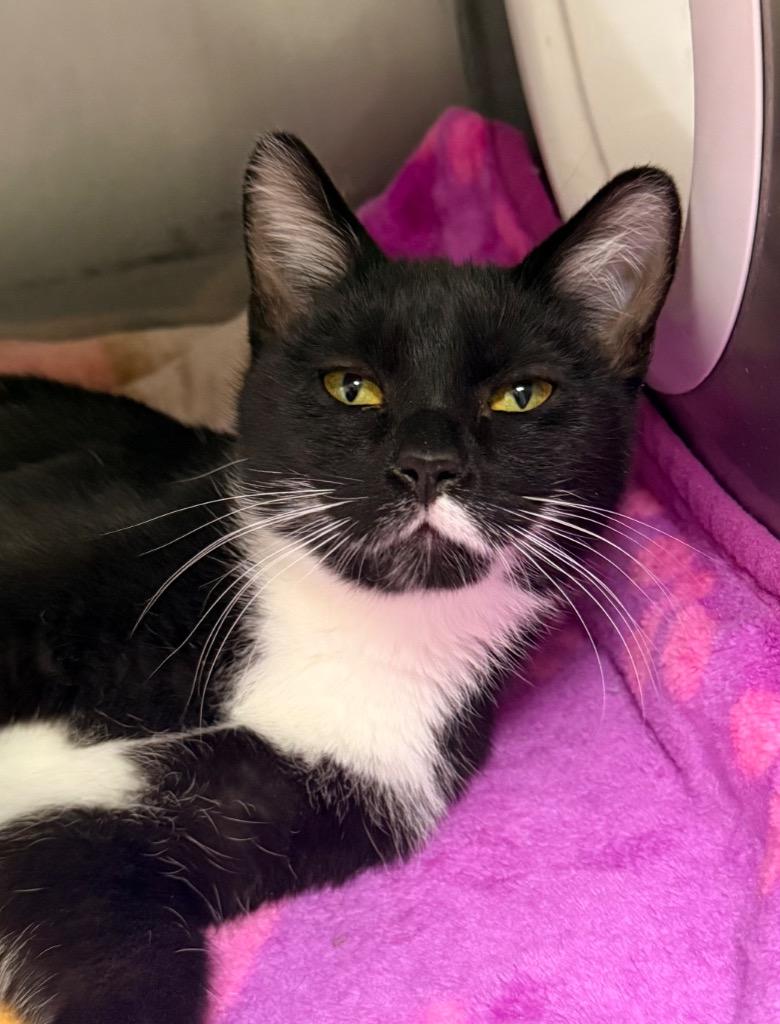 Enlarge Aurora, a Adoptable mixed breed in Defiance, OH image 3/4