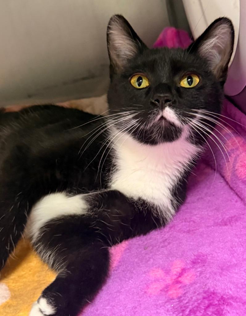 Enlarge Aurora, a Adoptable mixed breed in Defiance, OH image 4/4