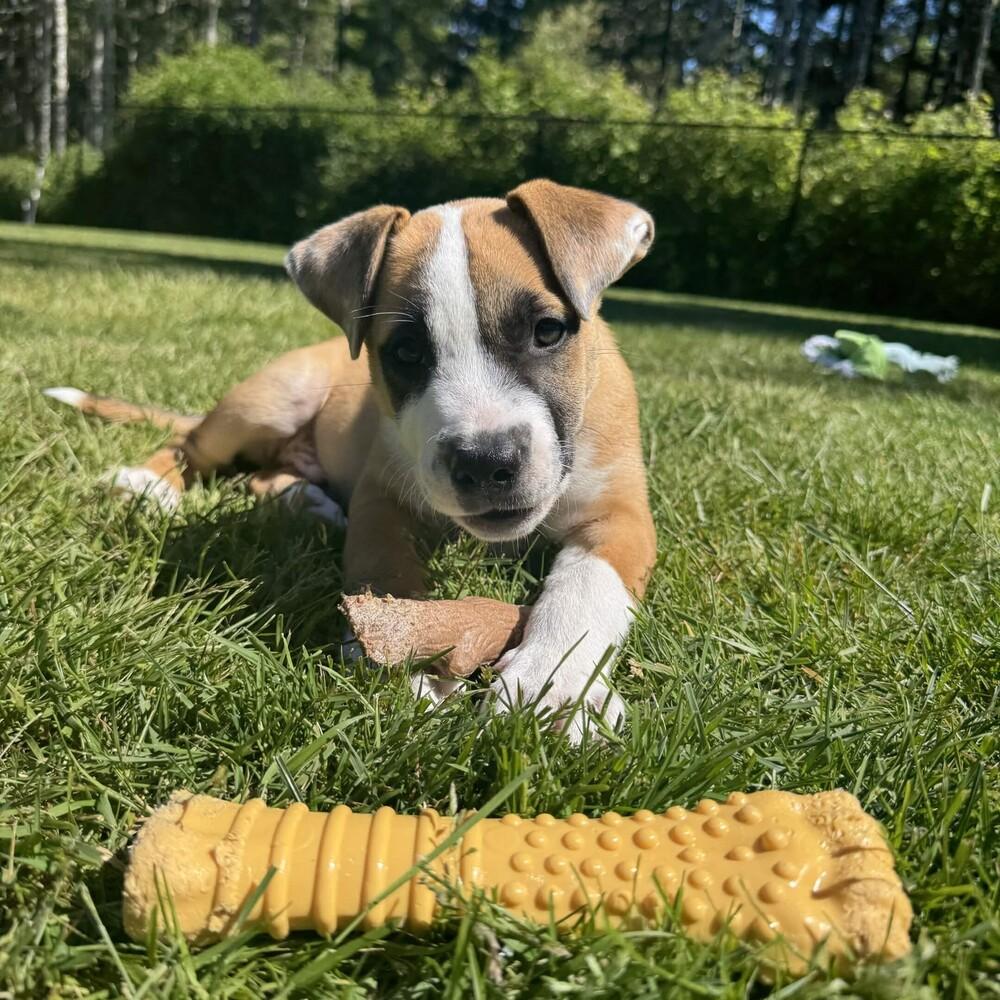 Otter - O Litter (Blue) - AVAILABLE, a Adoptable Pit Bull Terrier in Seattle, WA image 1/6