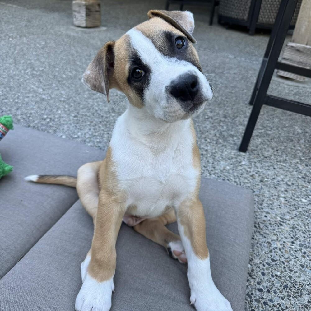 Otter - O Litter (Blue) - AVAILABLE, a Adoptable Pit Bull Terrier in Seattle, WA image 2/6
