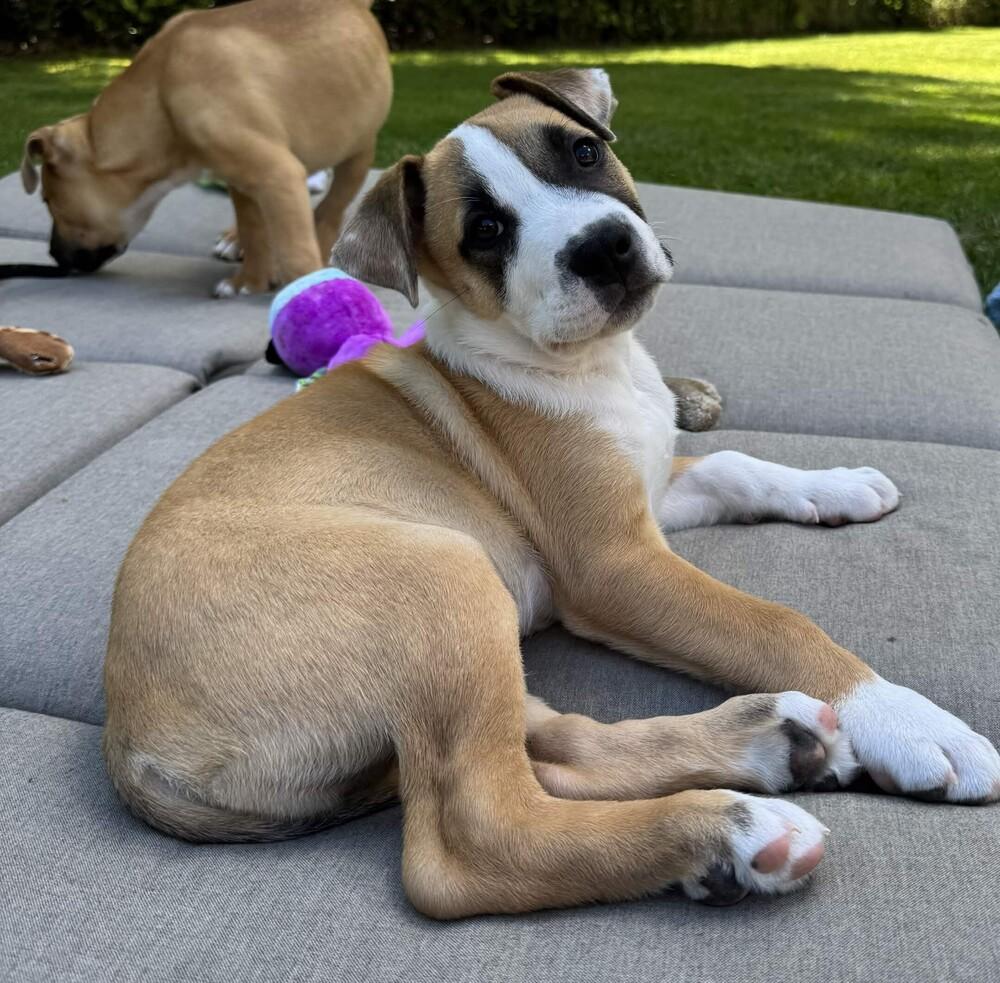 Otter - O Litter (Blue) - AVAILABLE, a Adoptable Pit Bull Terrier in Seattle, WA image 3/6