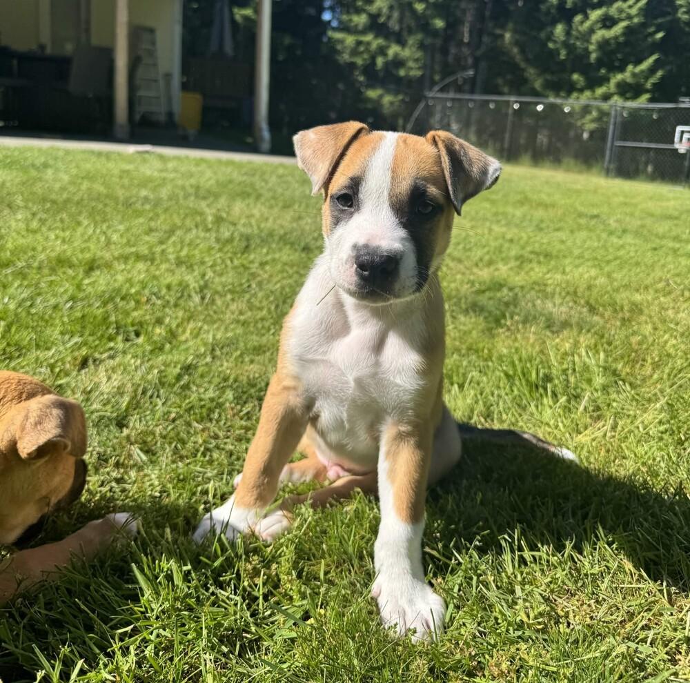Otter - O Litter (Blue) - AVAILABLE, a Adoptable Pit Bull Terrier in Seattle, WA image 4/6