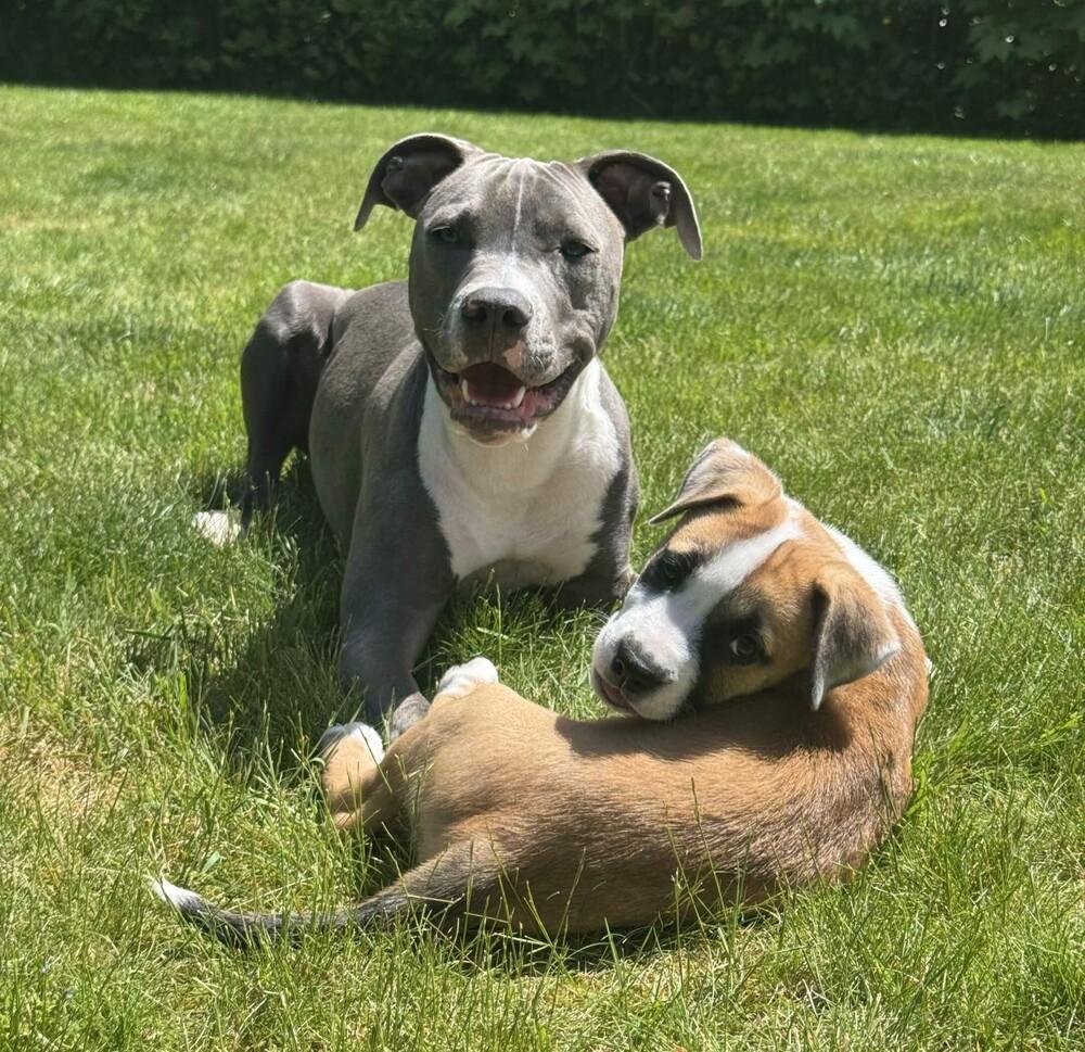 Otter - O Litter (Blue) - AVAILABLE, a Adoptable Pit Bull Terrier in Seattle, WA image 5/6