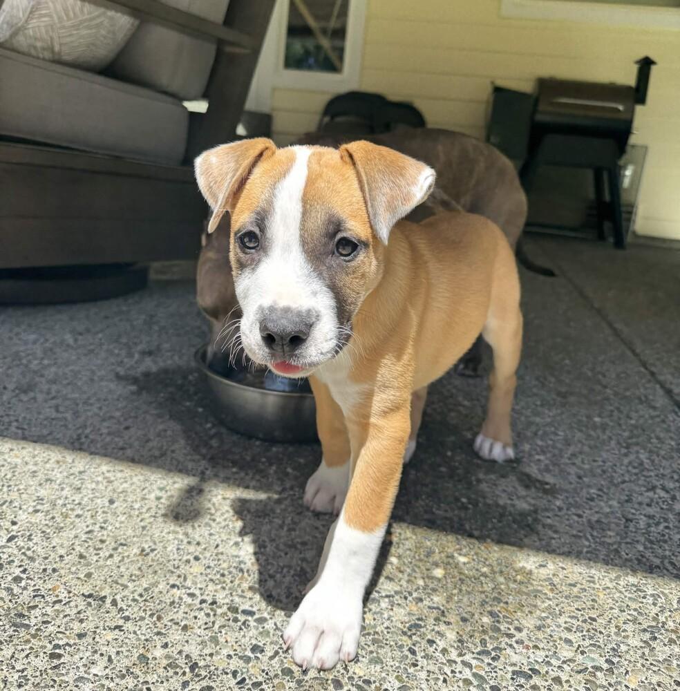 Otter - O Litter (Blue) - AVAILABLE, a Adoptable Pit Bull Terrier in Seattle, WA image 6/6