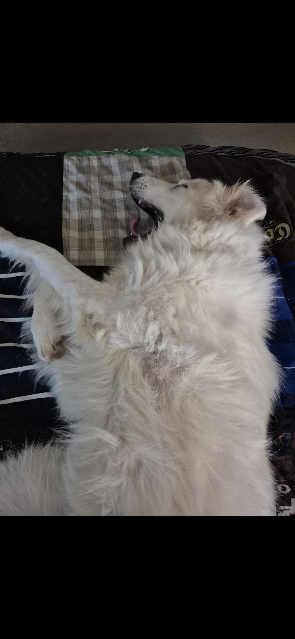 Yaira HTX, Adoptable, Adult Female Great Pyrenees.