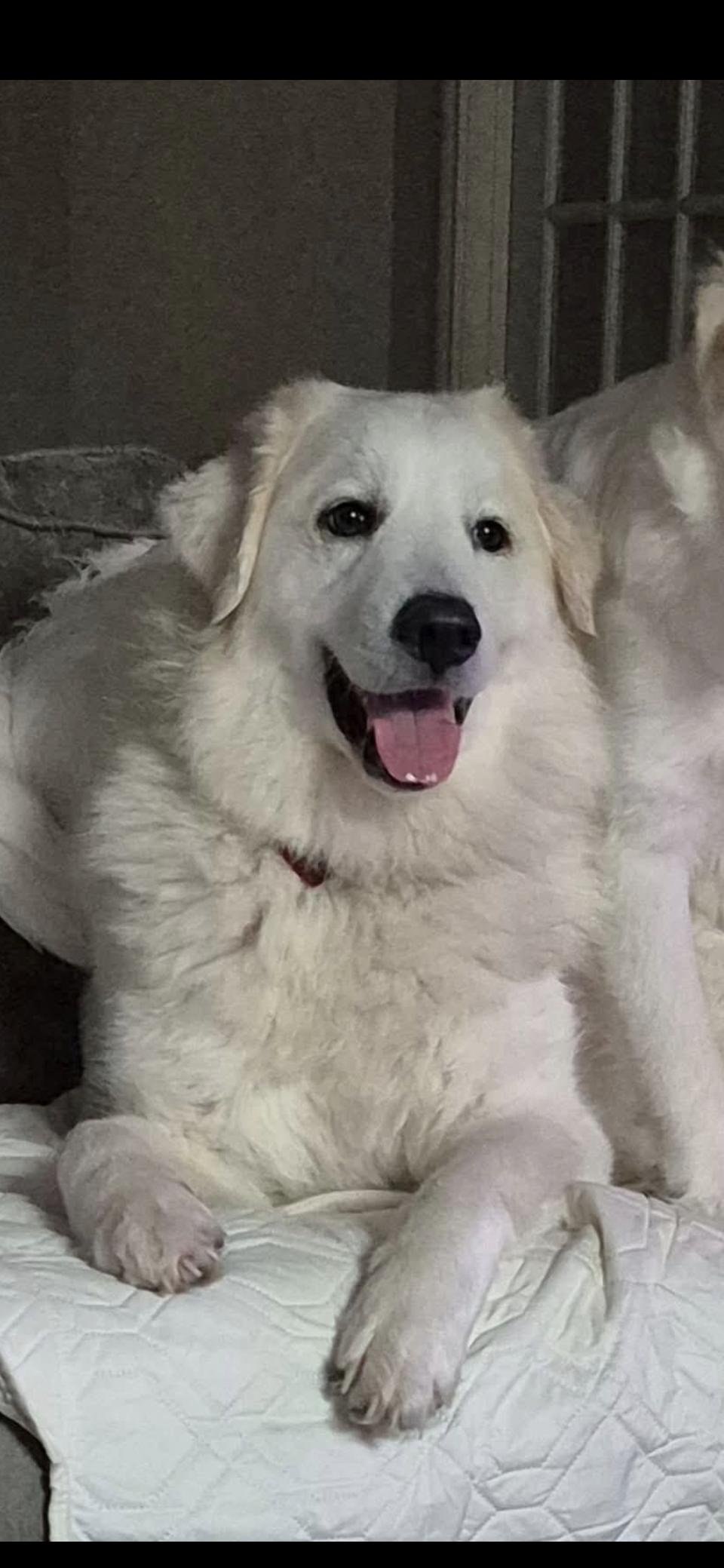 Enlarge Yaira HTX, a Adoptable mixed breed in Quinlan, TX image 2/6