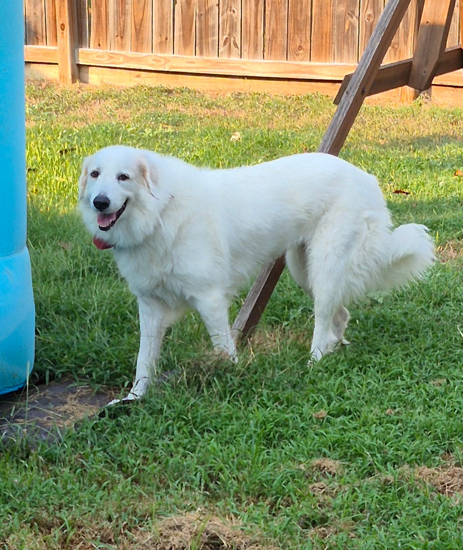 Enlarge Yaira HTX, a Adoptable mixed breed in Quinlan, TX image 1/6