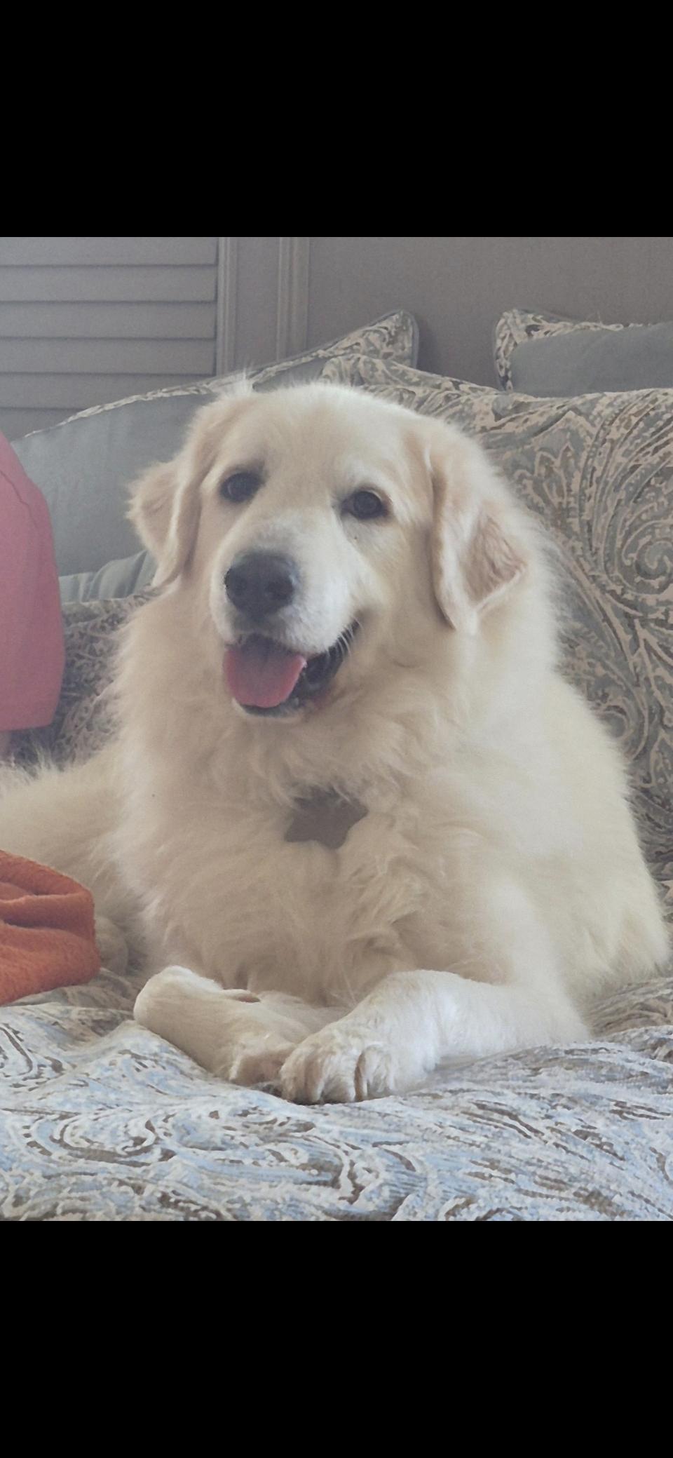 Enlarge Yaira HTX, a Adoptable mixed breed in Quinlan, TX image 3/6