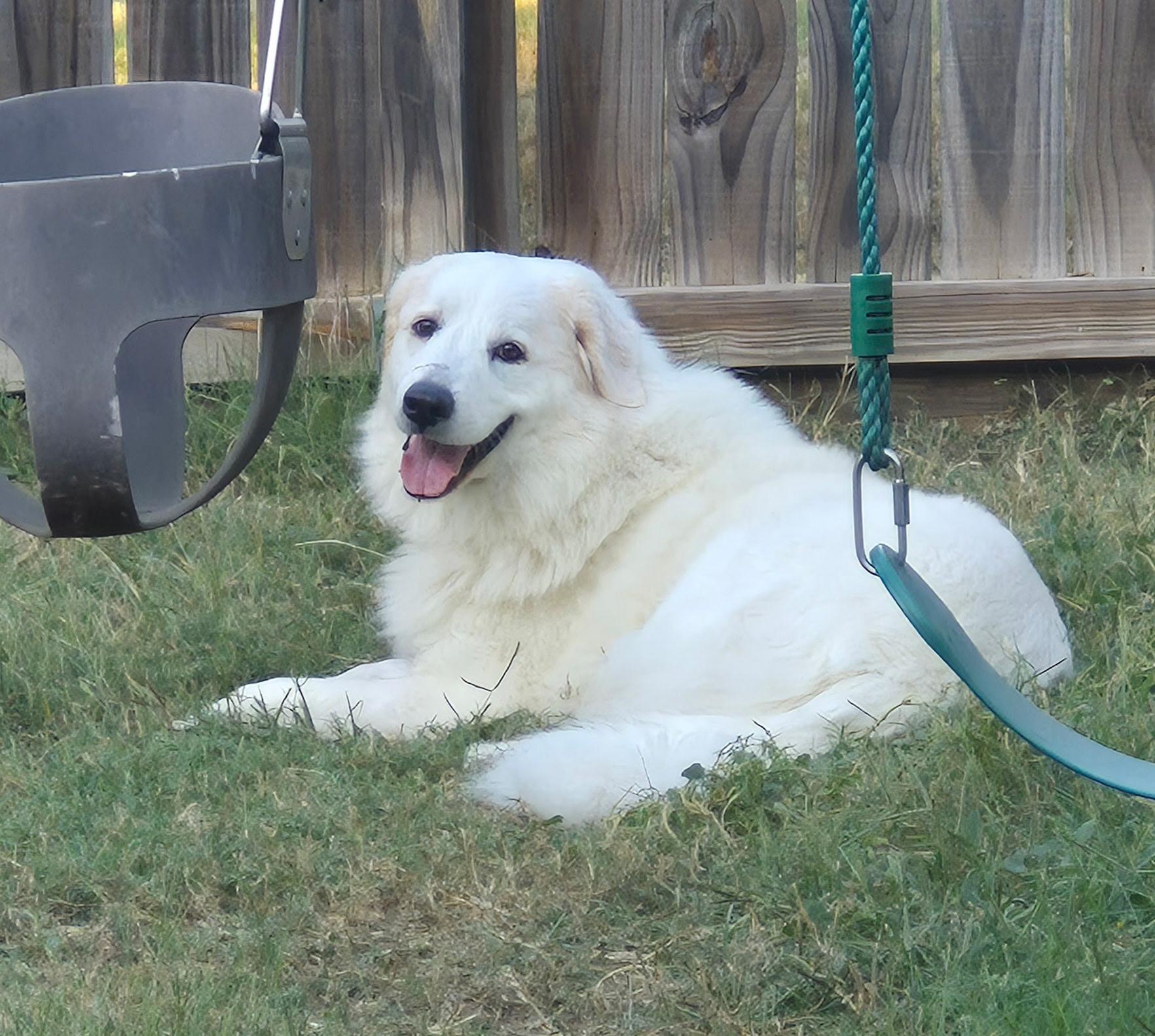 Enlarge Yaira HTX, a Adoptable mixed breed in Quinlan, TX image 2/6