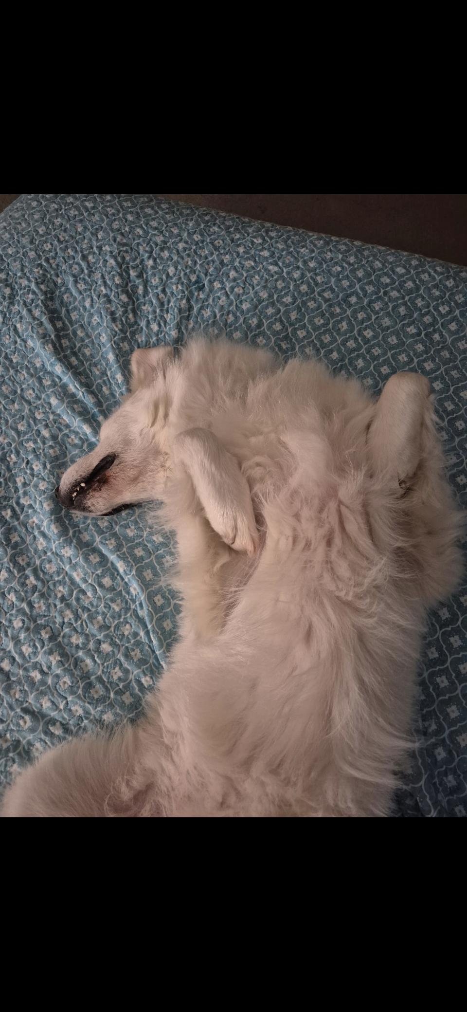 Enlarge Yaira HTX, a Adoptable mixed breed in Quinlan, TX image 4/6