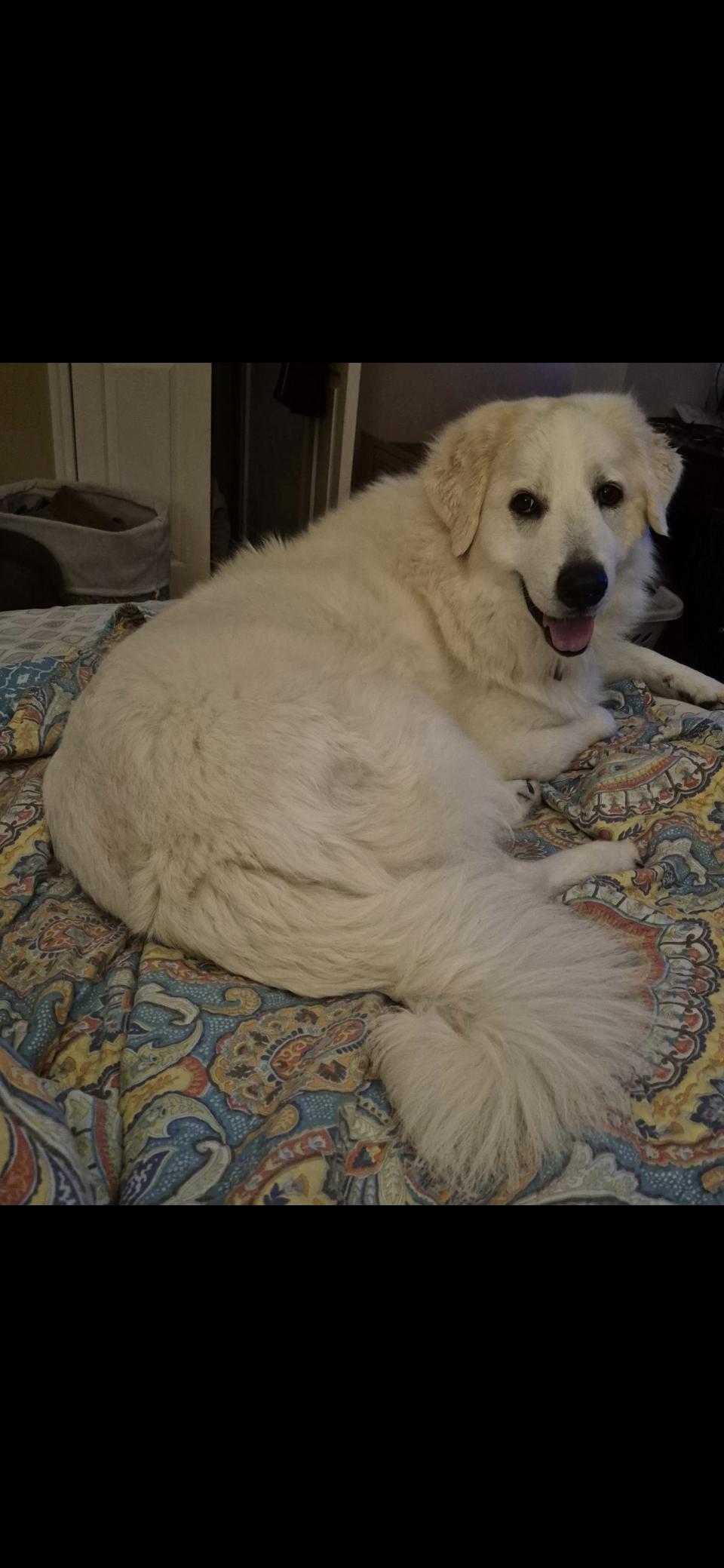 Enlarge Yaira HTX, a Adoptable mixed breed in Quinlan, TX image 4/6