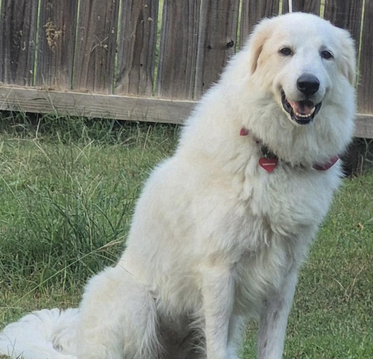 Enlarge Yaira HTX, a Adoptable mixed breed in Quinlan, TX image 4/6