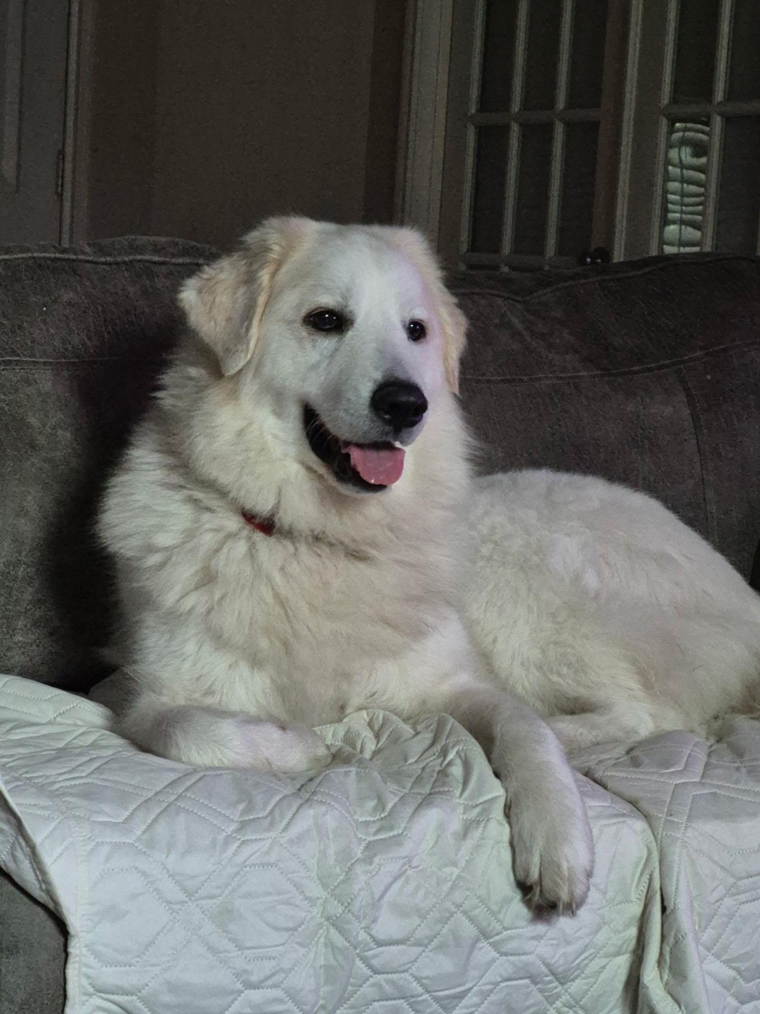 Enlarge Yaira HTX, a Adoptable mixed breed in Quinlan, TX image 6/6