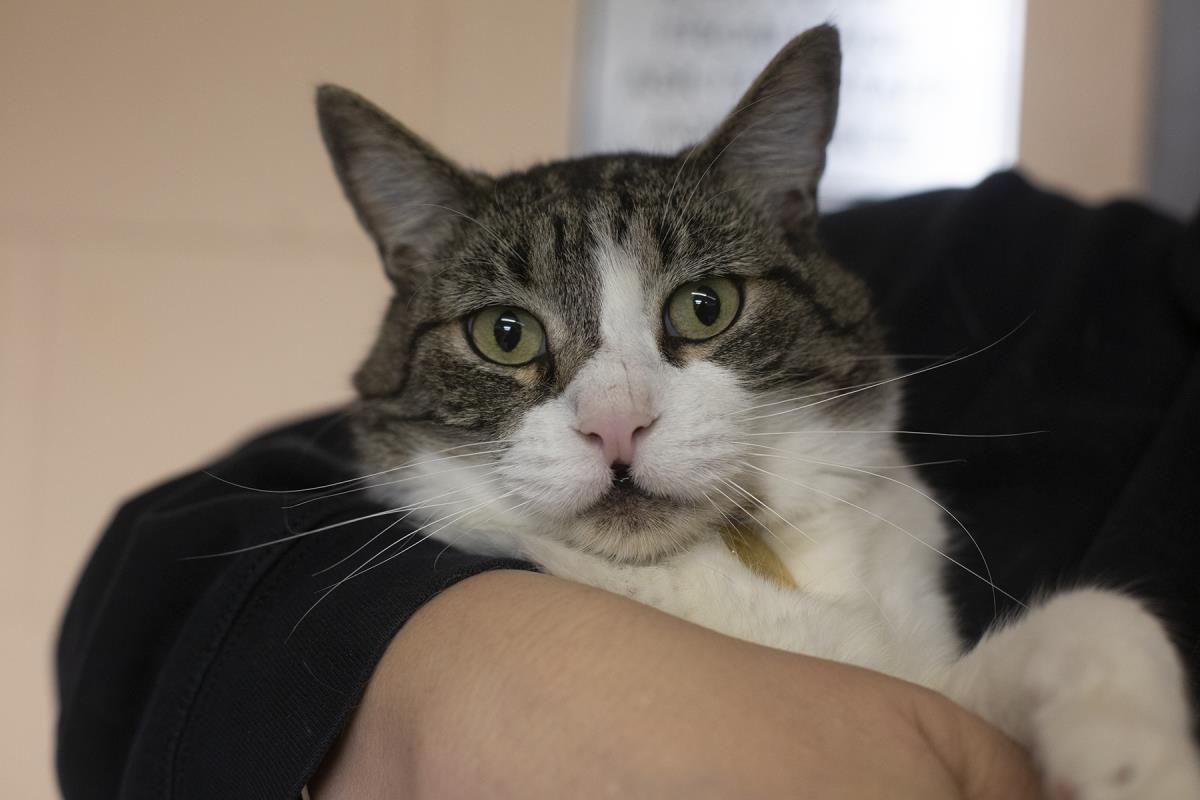 Enlarge Clefty, a Adoptable mixed breed in Mountain Home, AR image 1/1