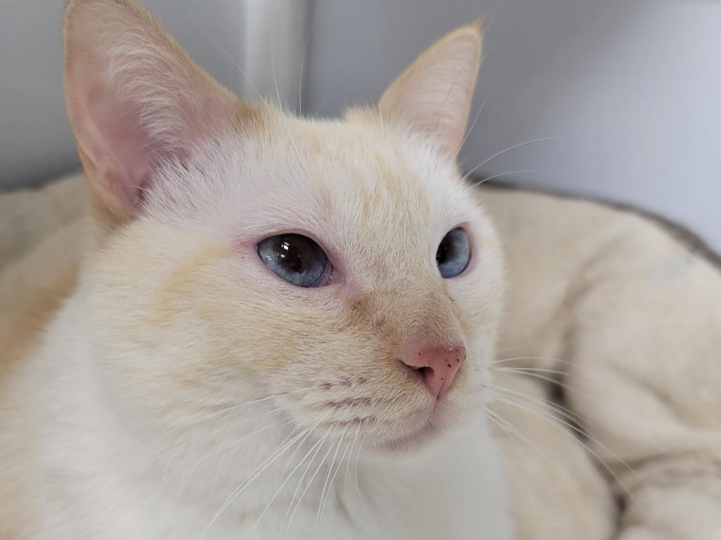 Noah, Adoptable, Adult Male Domestic Short Hair.