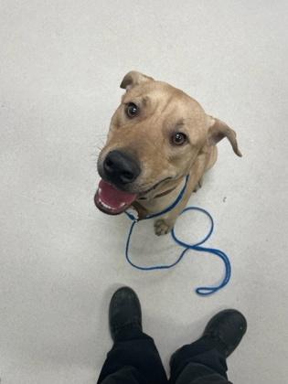 Bert, Adoptable, Young Male Labrador Retriever & Mixed Breed.