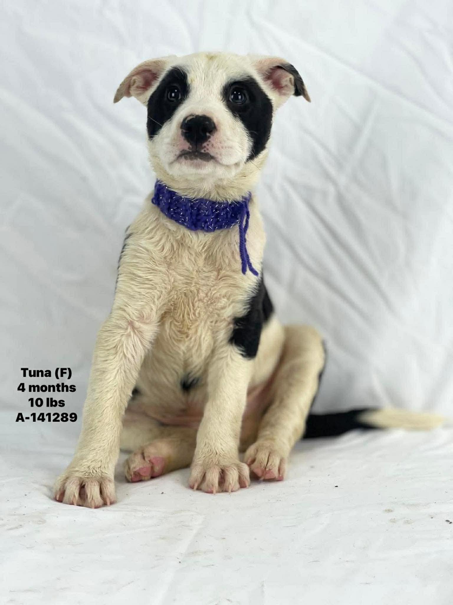 Enlarge Tuna - Local April 10-12, an adopted mixed breed in Johnston, RI image 1/1