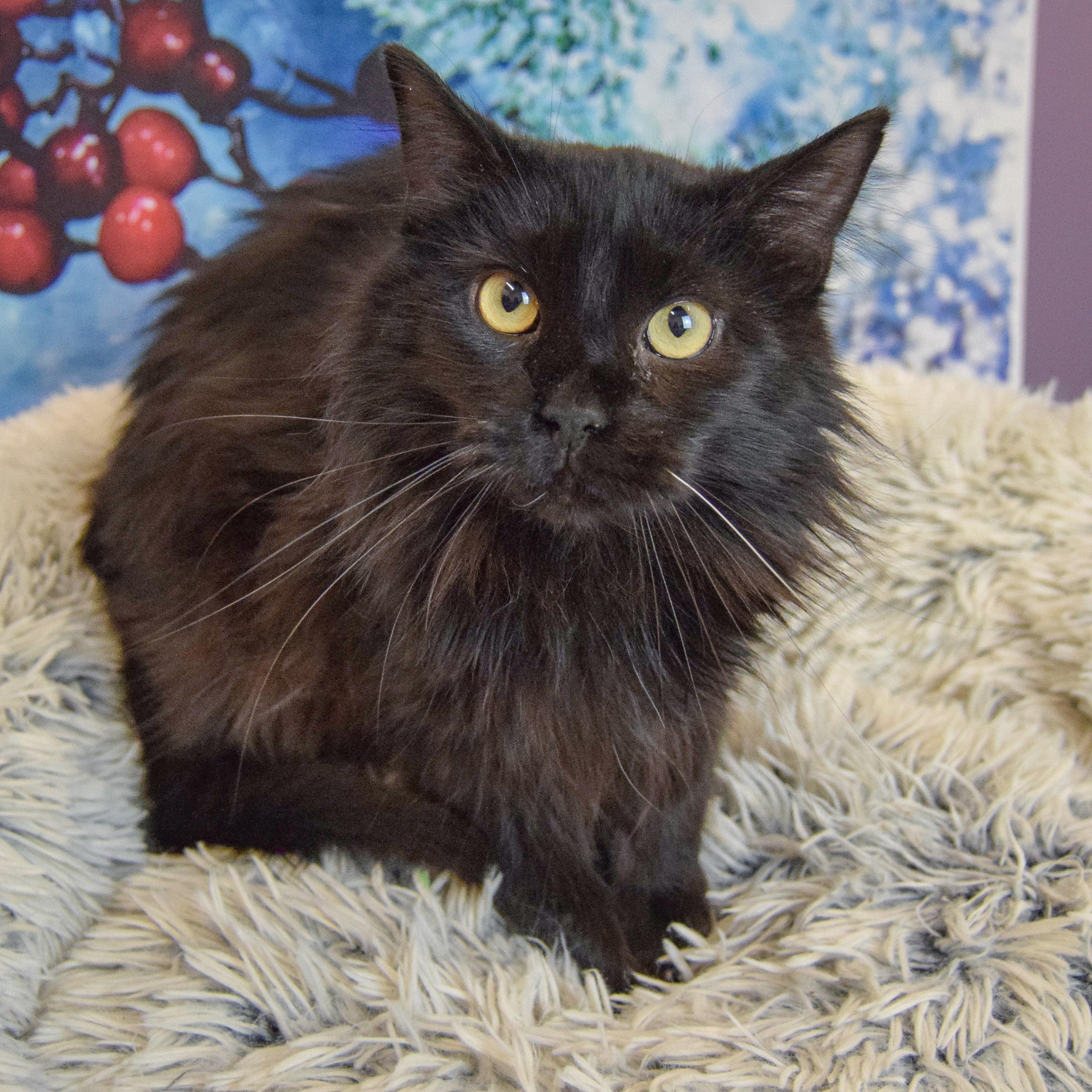 Enlarge Sable, an adopted mixed breed in Huntley, IL image 3/3