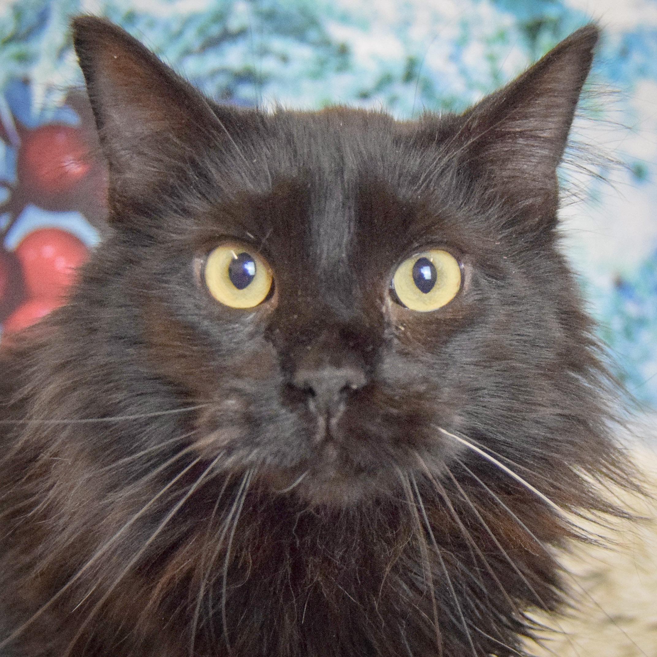 Enlarge Sable, an adopted mixed breed in Huntley, IL image 1/3