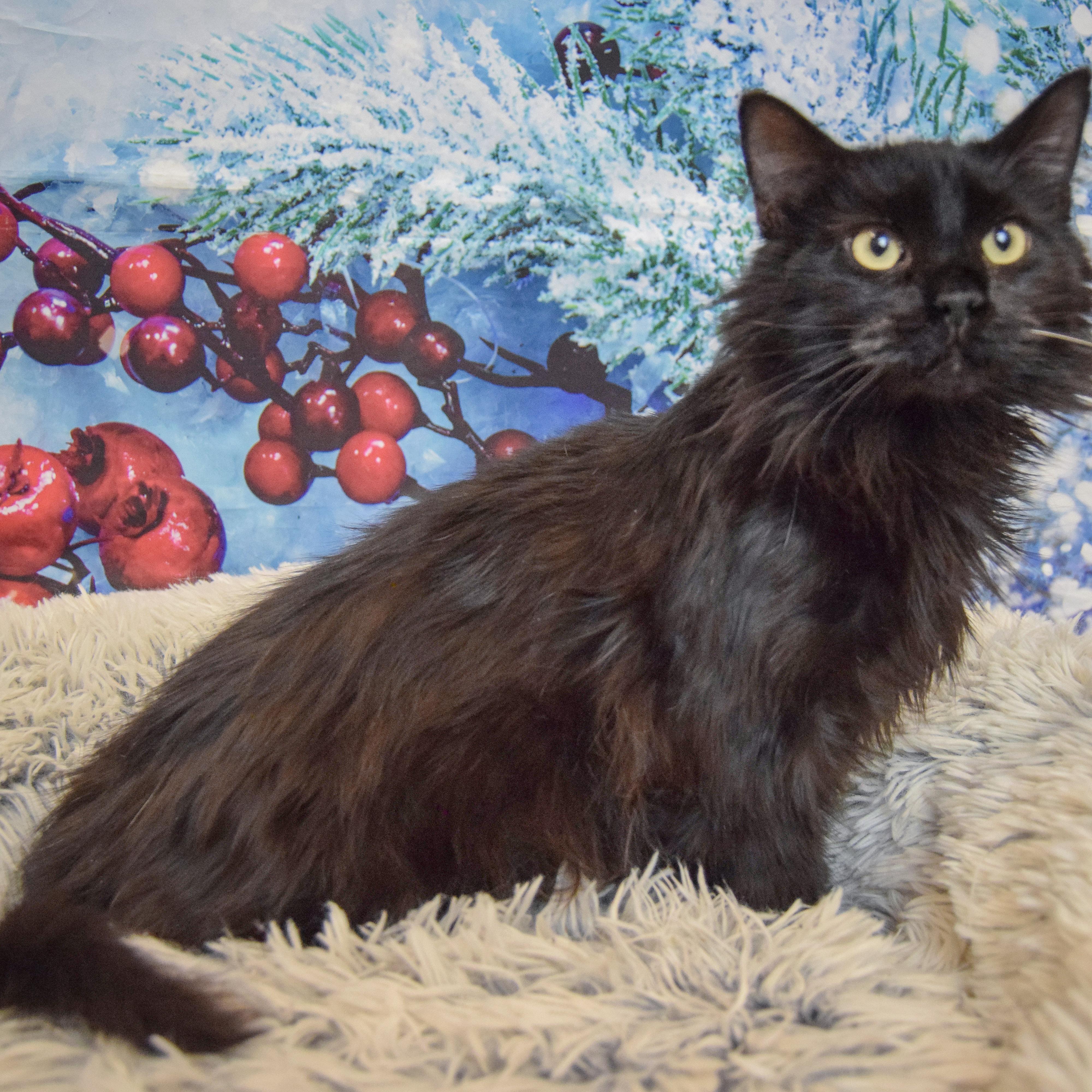 Enlarge Sable, an adopted mixed breed in Huntley, IL image 2/3