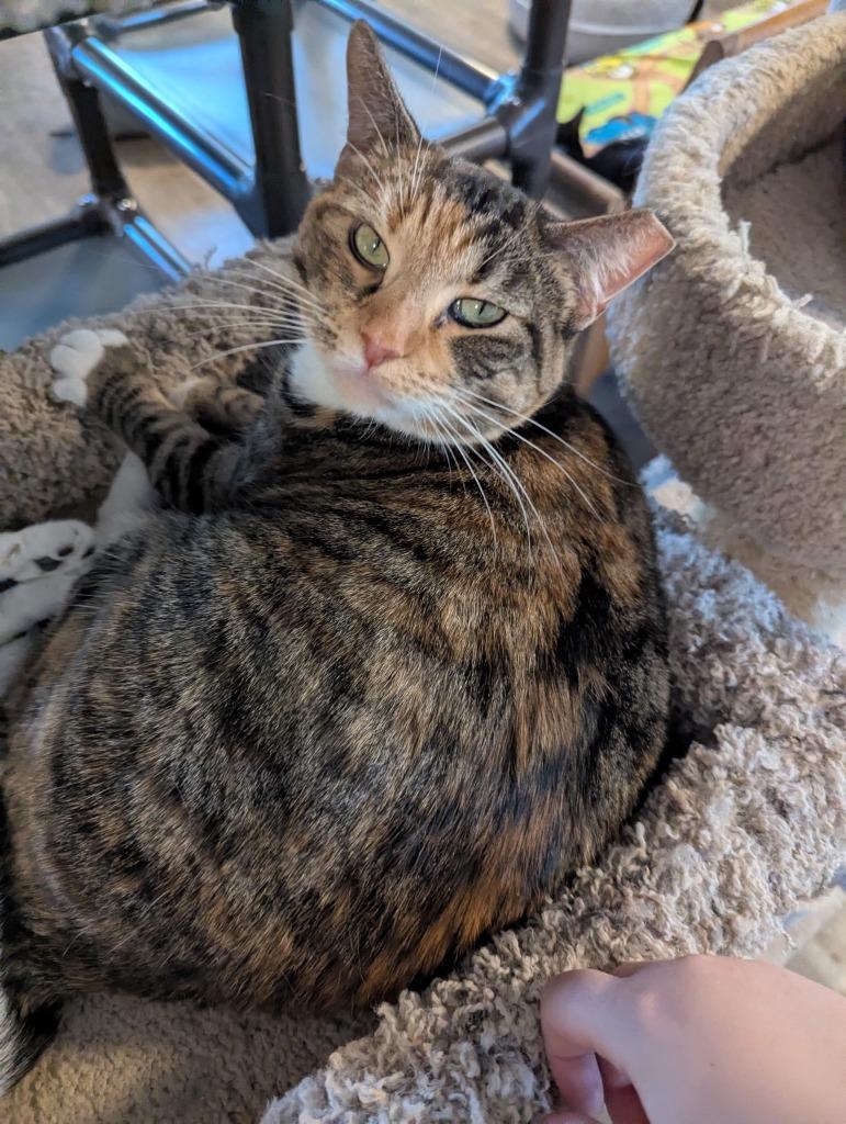 Enlarge Summer, a Adoptable mixed breed in Rice Lake, WI image 1/1