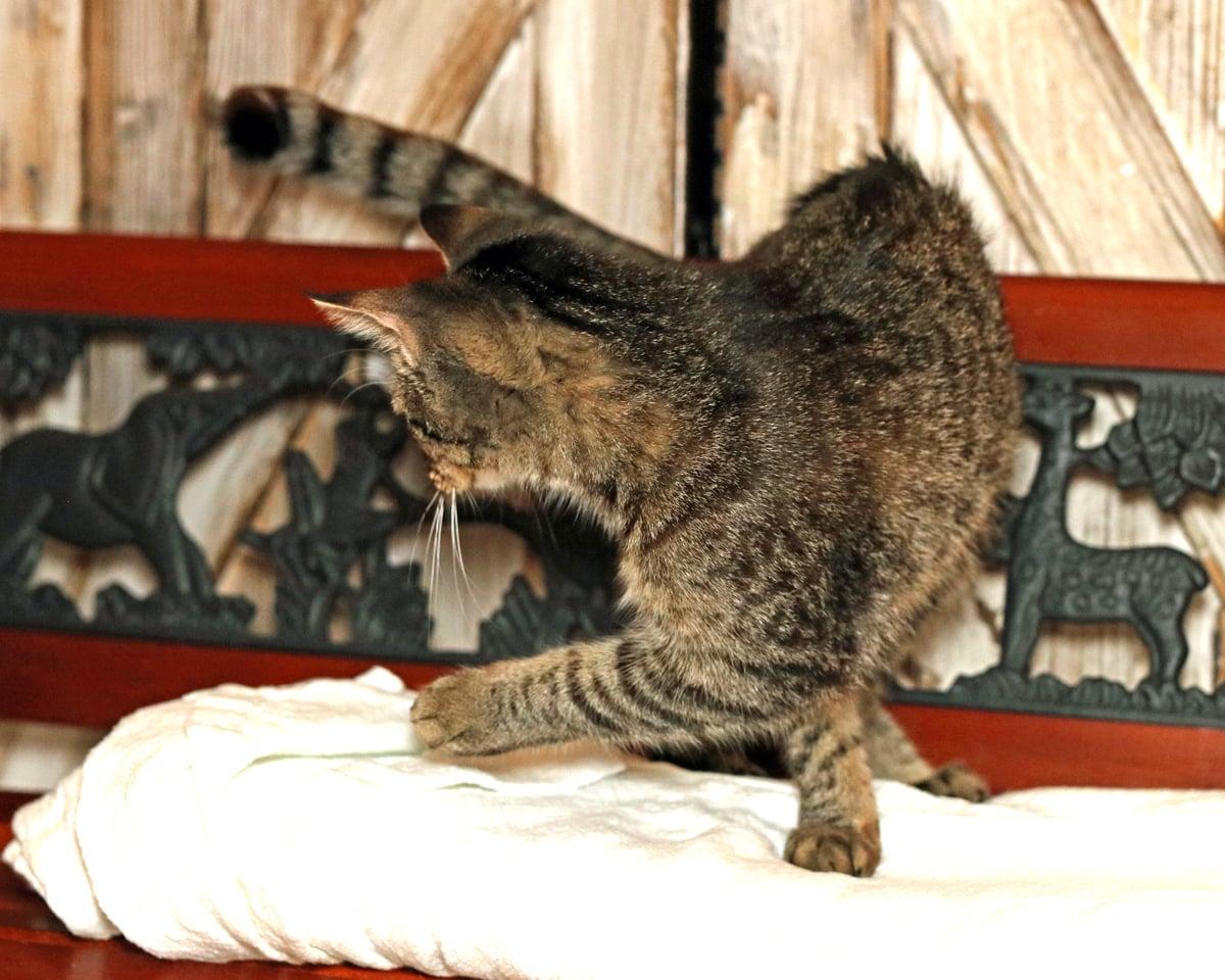 Enlarge Libby, a Adoptable Tabby in Houston, TX image 4/6