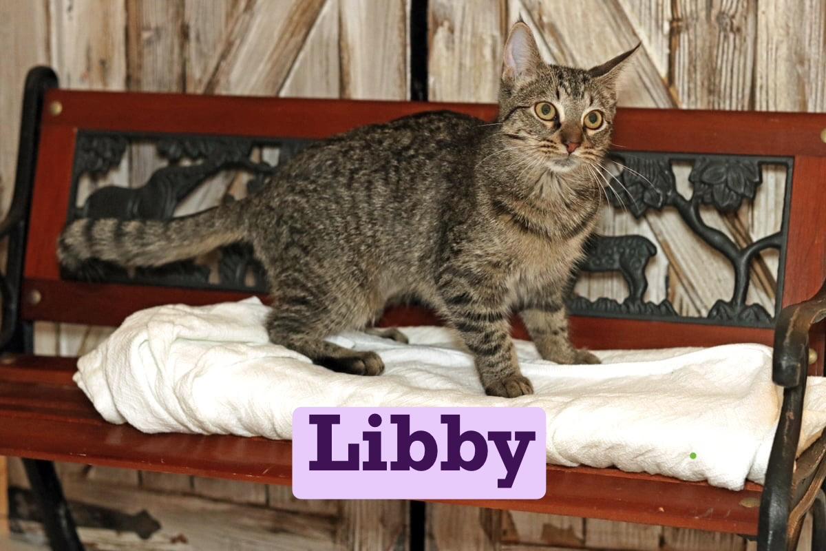 Libby, Adoptable, Kitten Female Tabby.