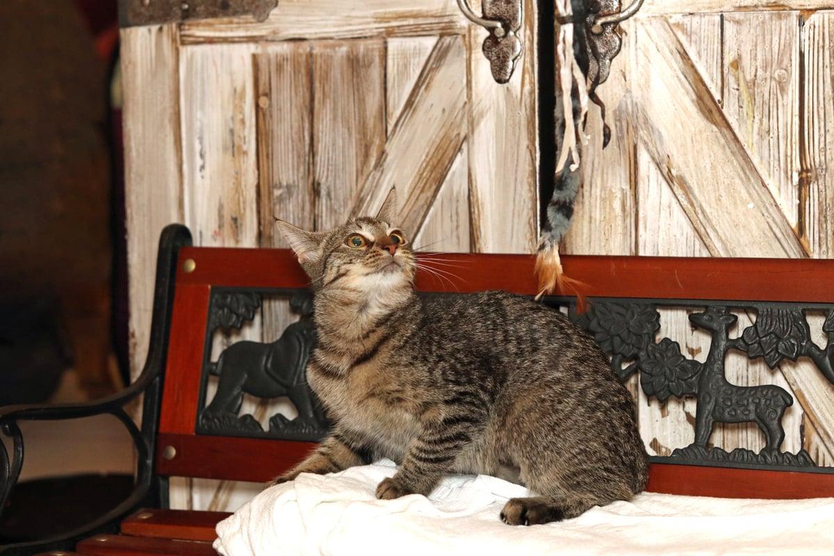 Enlarge Libby, a Adoptable Tabby in Houston, TX image 5/6