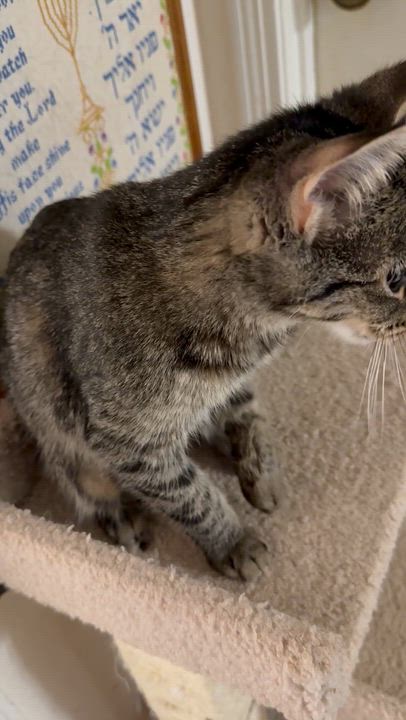 Enlarge Libby, a Adoptable Tabby in Houston, TX video 6/6