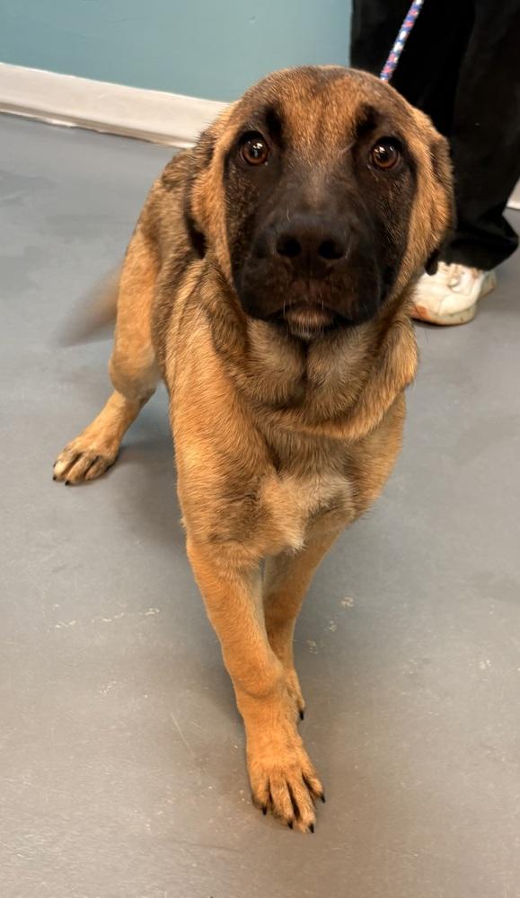 Nolan (N Trio) — thumbnail 3