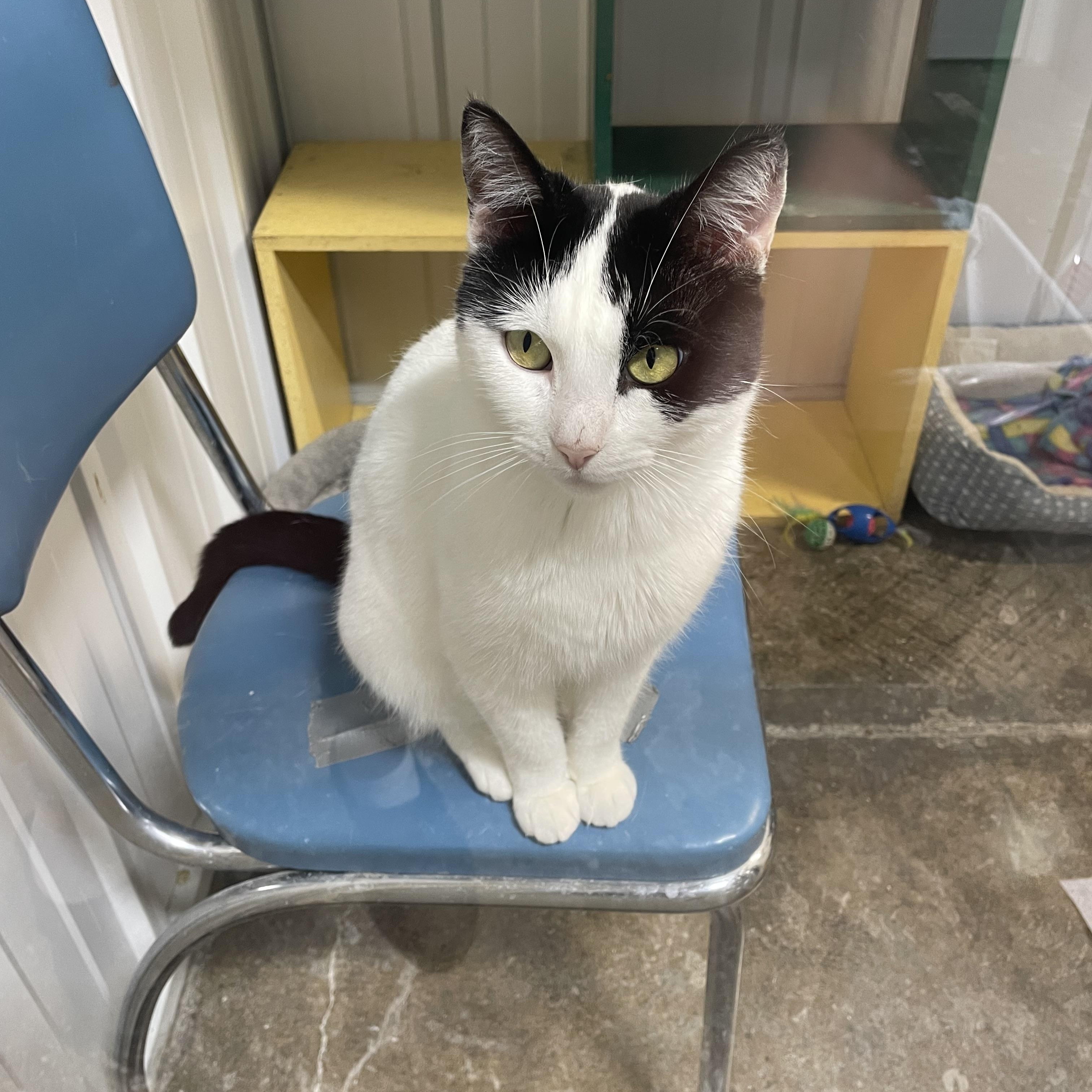Ivory, an adoptable Domestic Short Hair in Le Mars, IA, 51031 | Photo Image 2