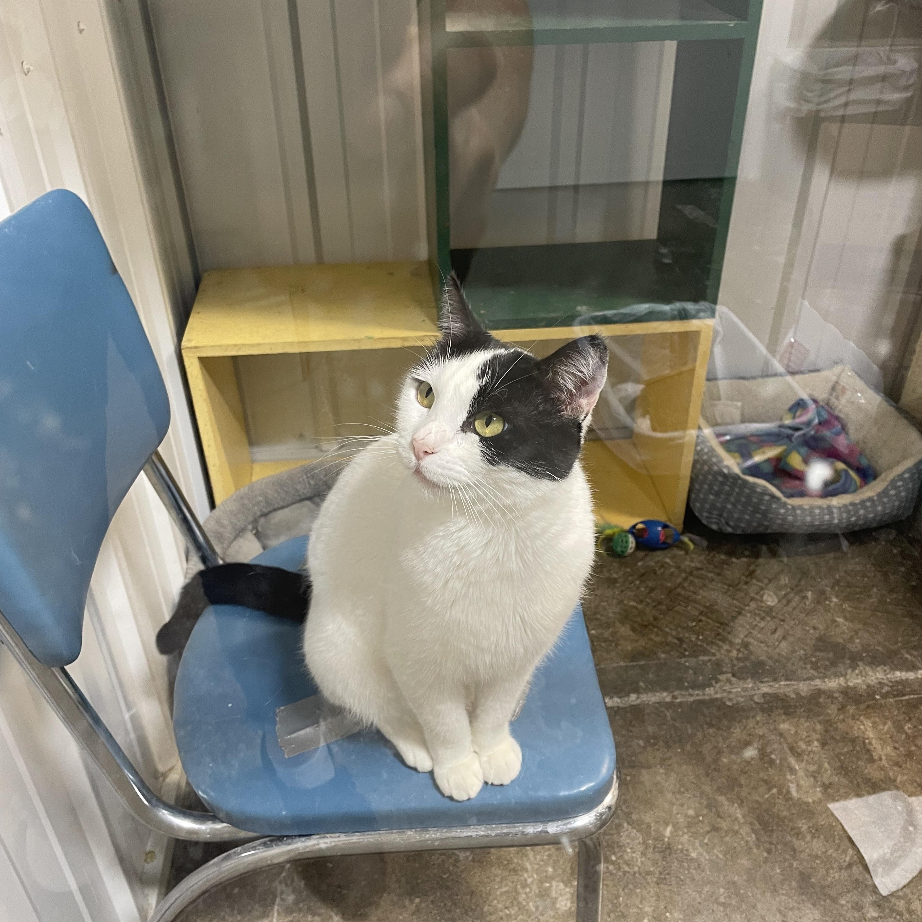 Ivory, an adoptable Domestic Short Hair in Le Mars, IA, 51031 | Photo Image 1