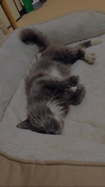 GORGEOUS GREYSON!