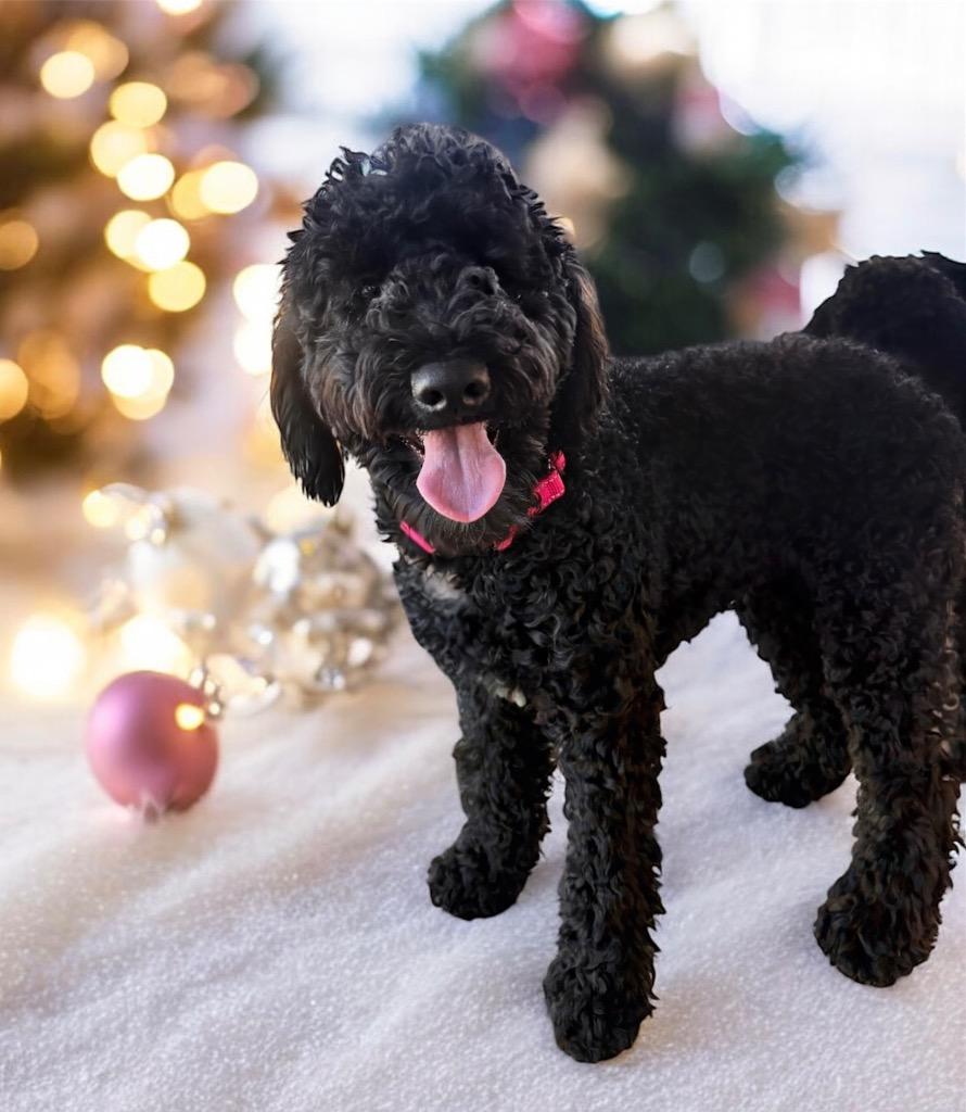 Lilly - 6 mo old Doodle!, a Adoptable mixed breed in Fort Myers, FL image 1/3