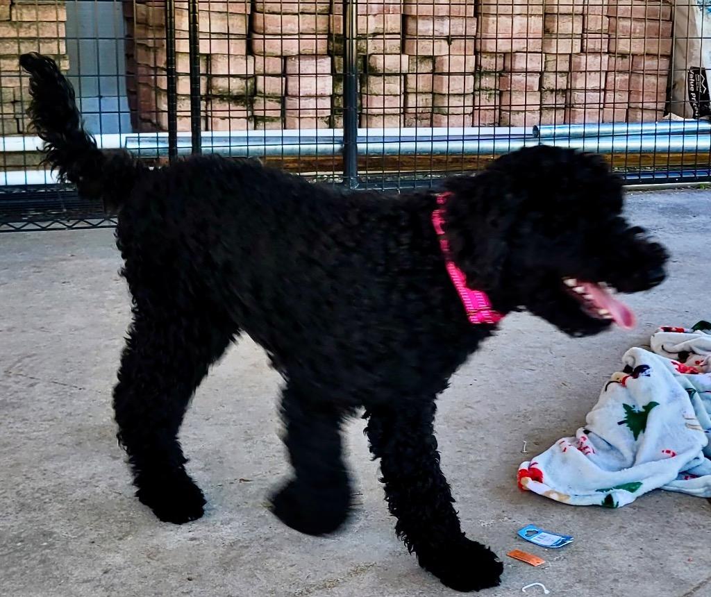 Lilly - 6 mo old Doodle!, a Adoptable mixed breed in Fort Myers, FL image 2/3