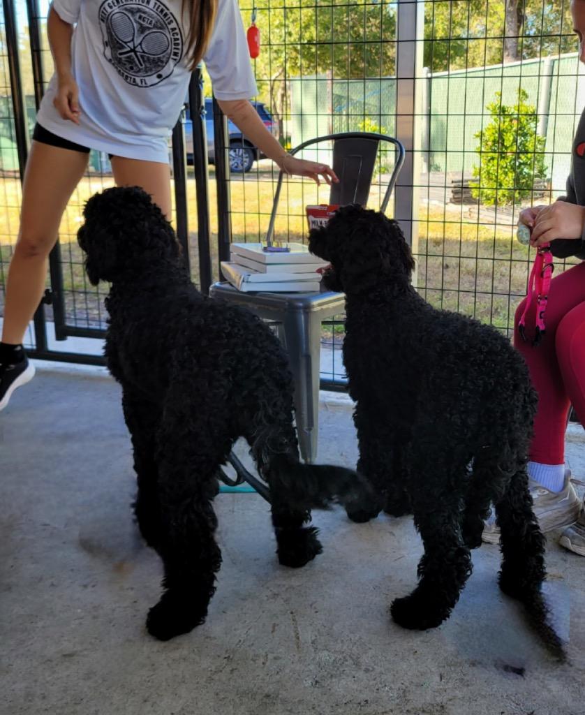 Lilly - 6 mo old Doodle!, a Adoptable mixed breed in Fort Myers, FL image 3/3