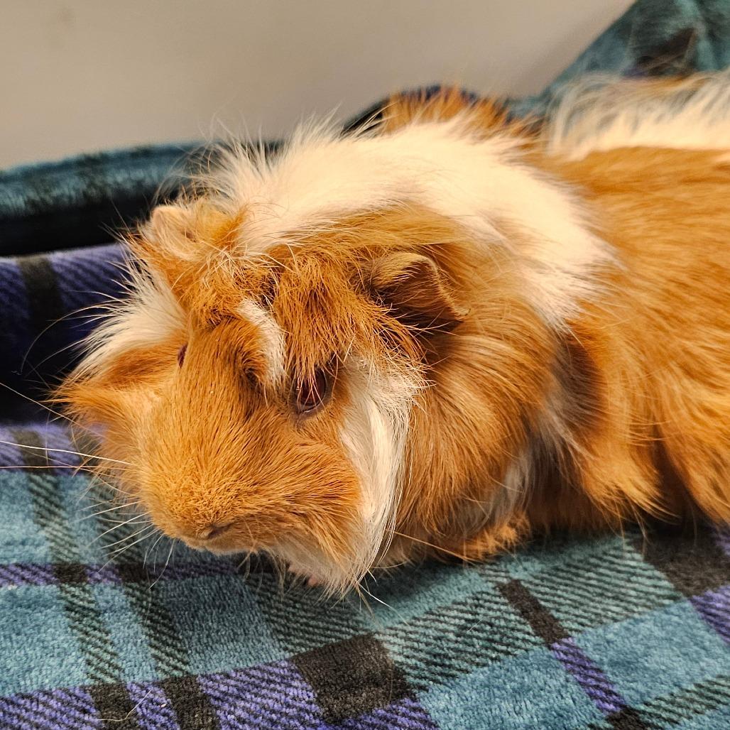 Enlarge Horse, a Adoptable Guinea Pig in Concord, NH image 1/1