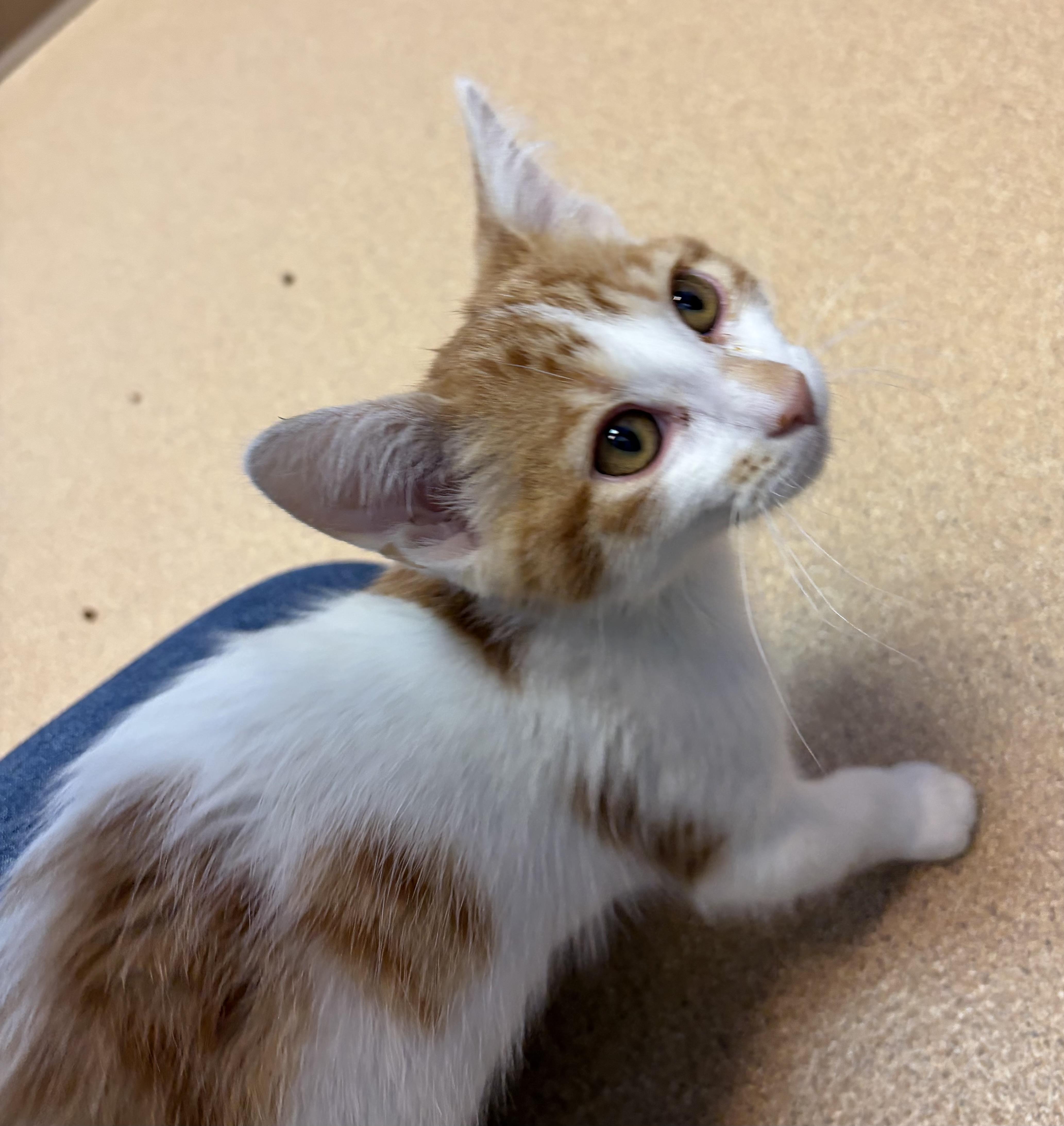 Belmont, an adopted Domestic Short Hair in Brookings, SD image 3/3