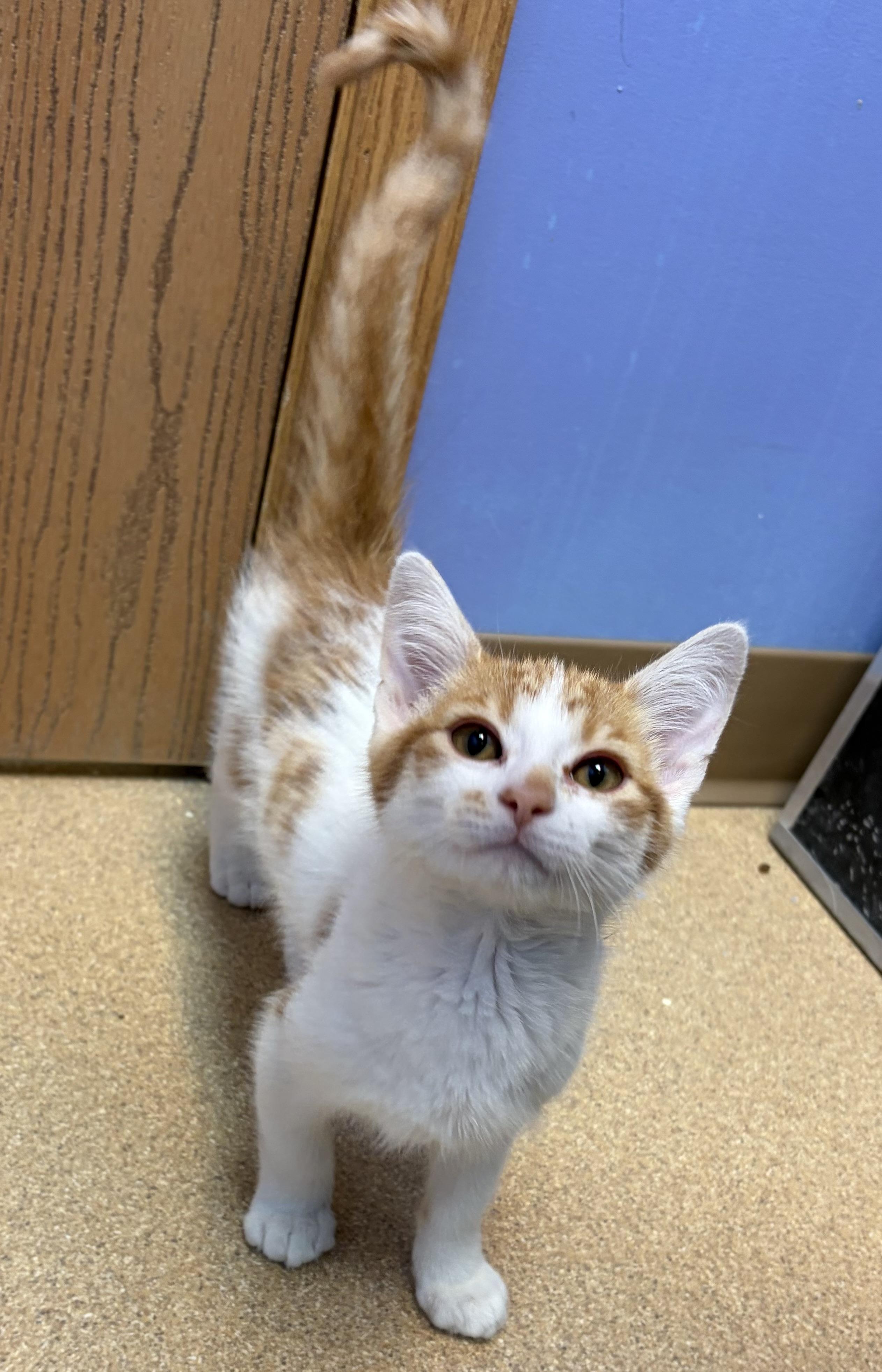 Belmont, adopted, Young Male Domestic Short Hair.