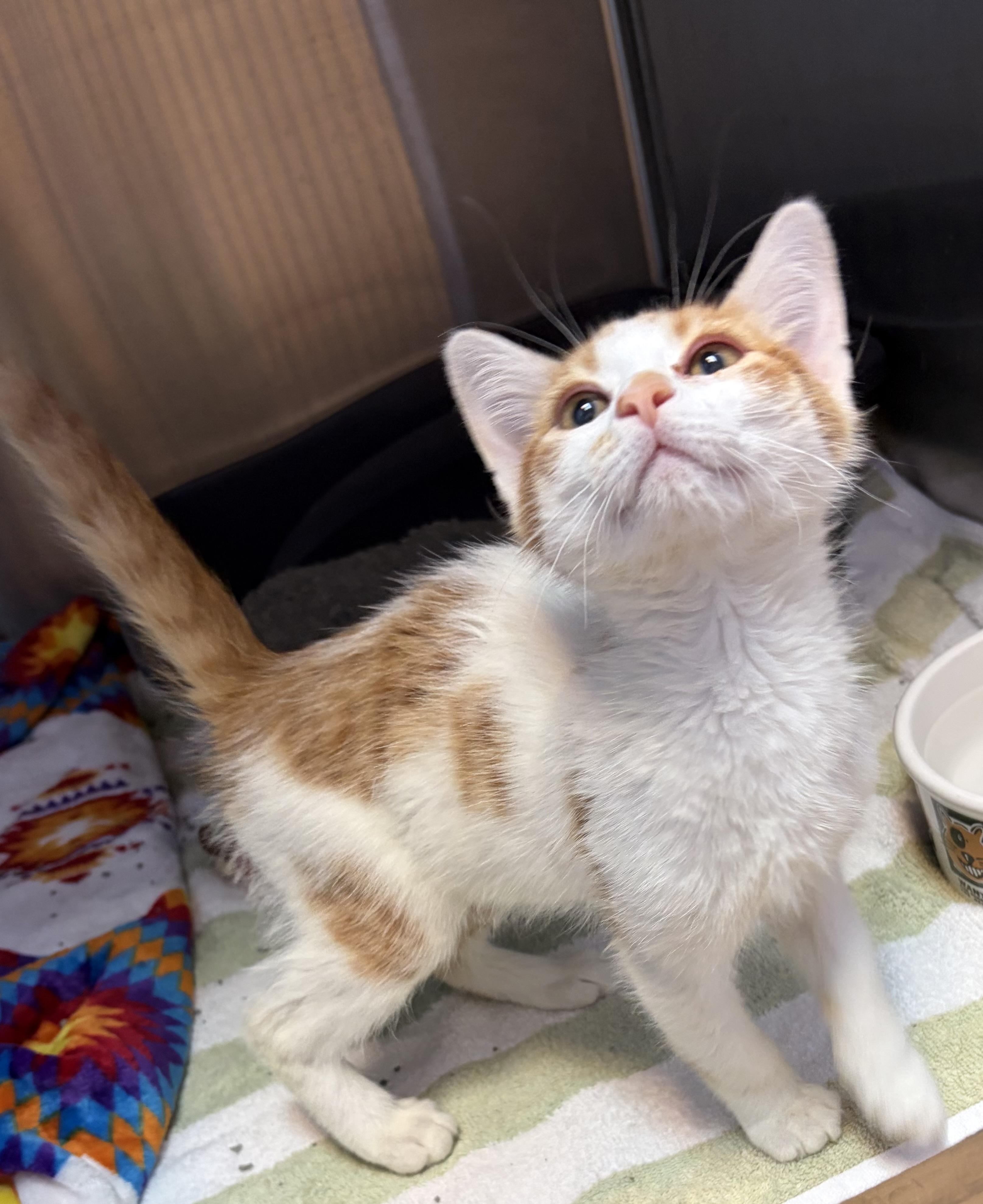 Belmont, an adopted Domestic Short Hair in Brookings, SD image 2/3