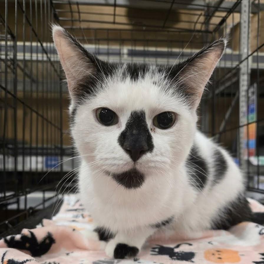 Smudge, Adoptable, Kitten Female Domestic Short Hair.