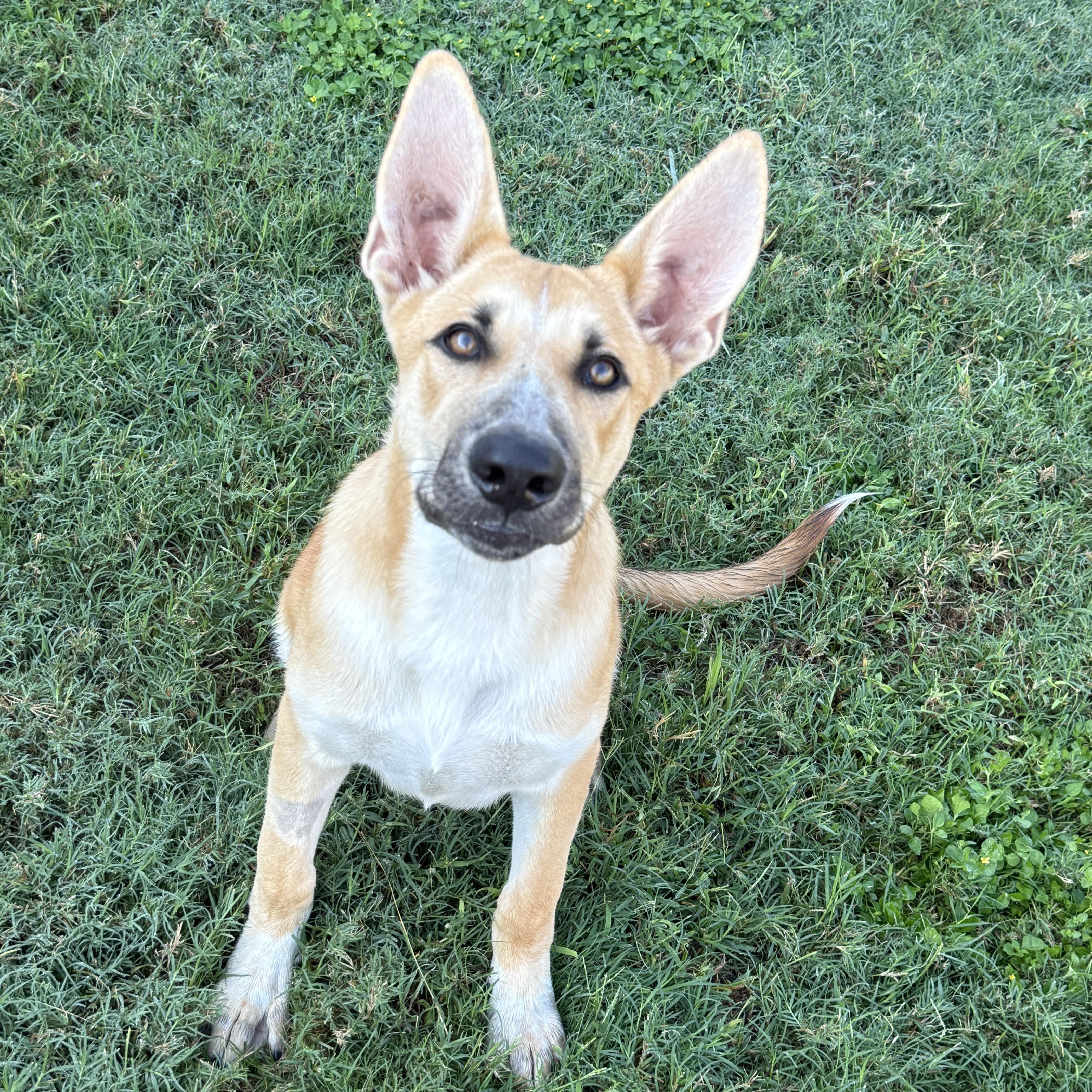 Enlarge Rocky, a Adoptable mixed breed in Brenham, TX image 5/6