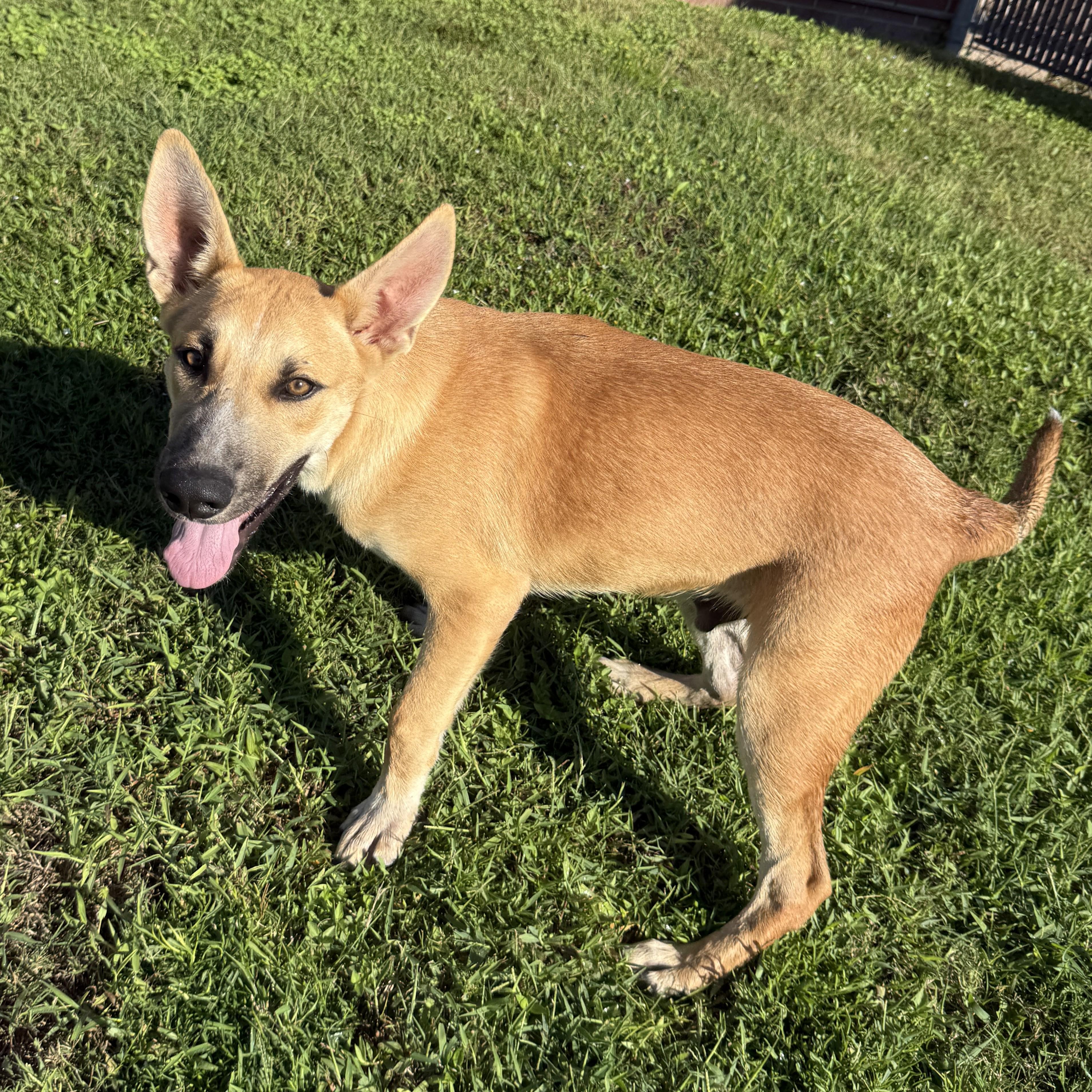 Enlarge Rocky, a Adoptable mixed breed in Brenham, TX image 4/6