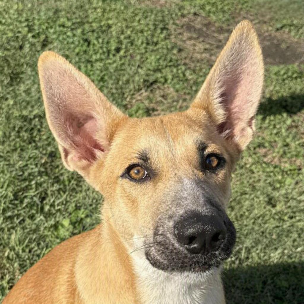 Rocky, Adoptable, Puppy Male German Shepherd Dog & Mixed Breed.