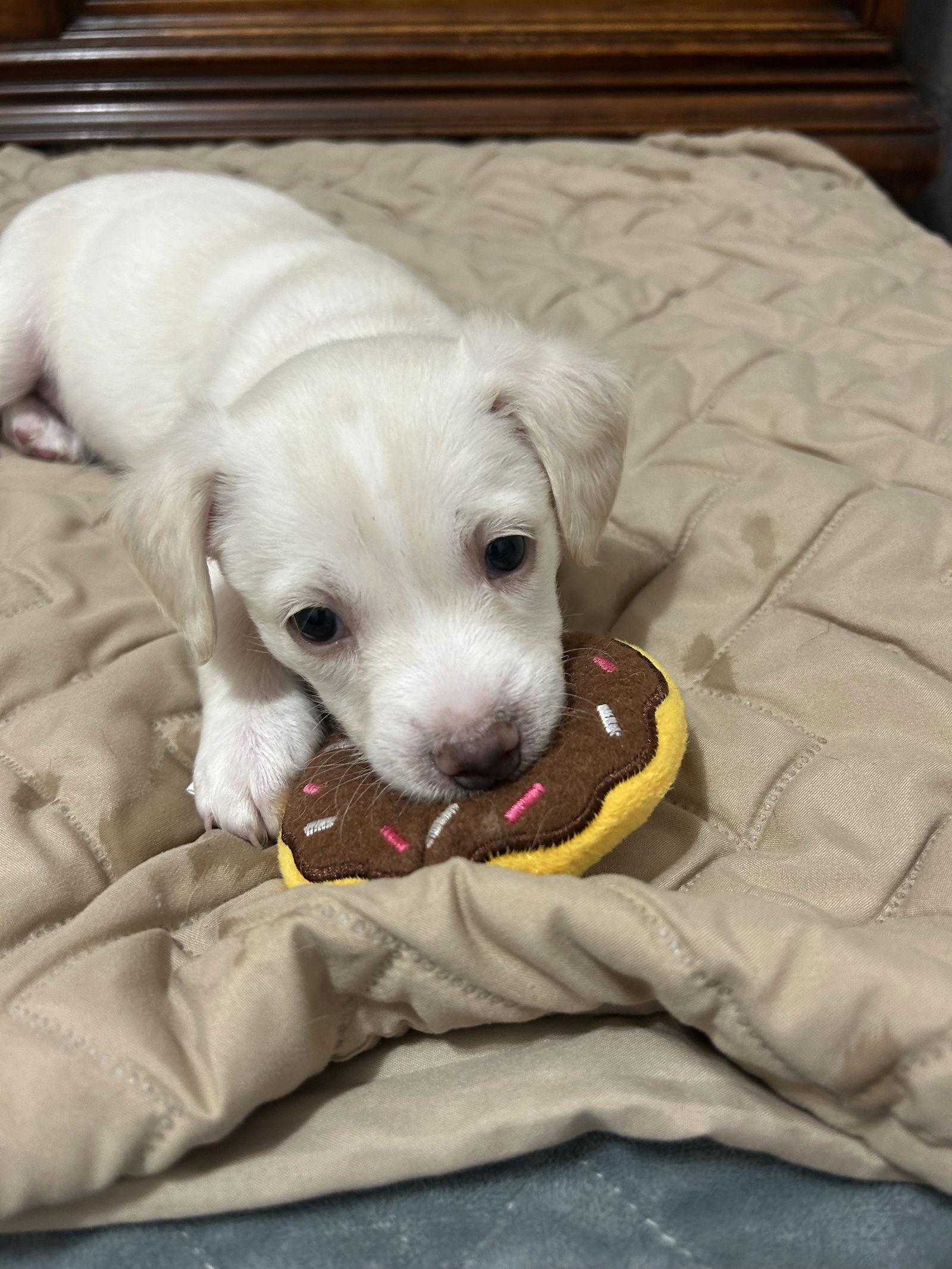 Enlarge Blizzard, a Adoptable Mixed Breed in Polson, MT image 1/1