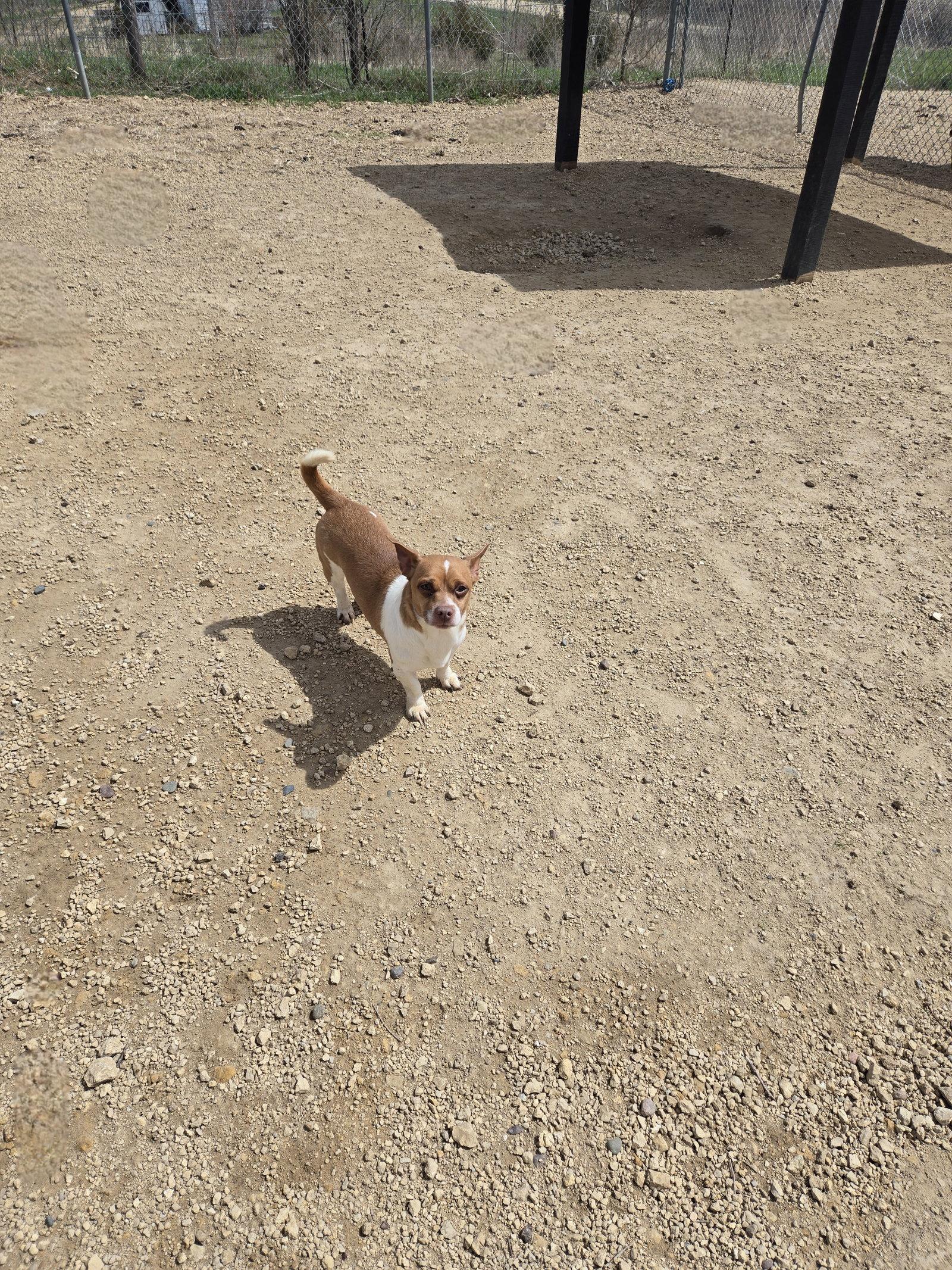 Enlarge Chip, a Adoptable Terrier in Maquoketa, IA image 1/1