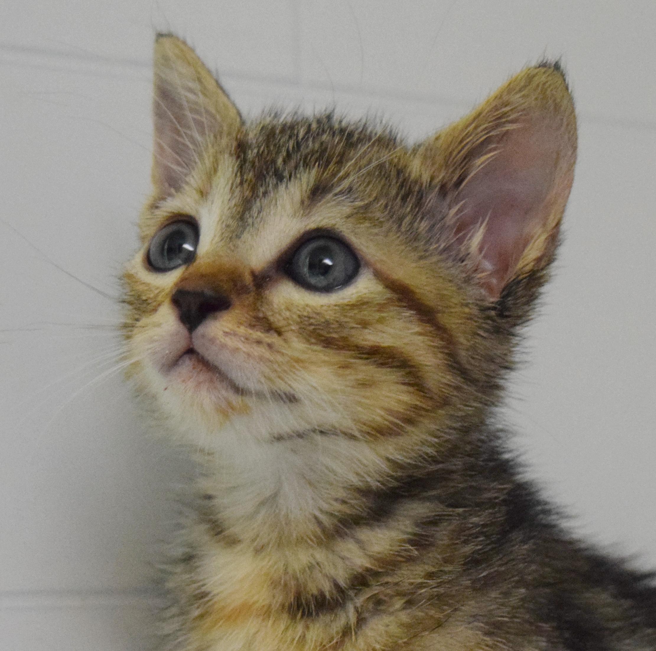 Melody, adopted, Kitten Female Domestic Short Hair.